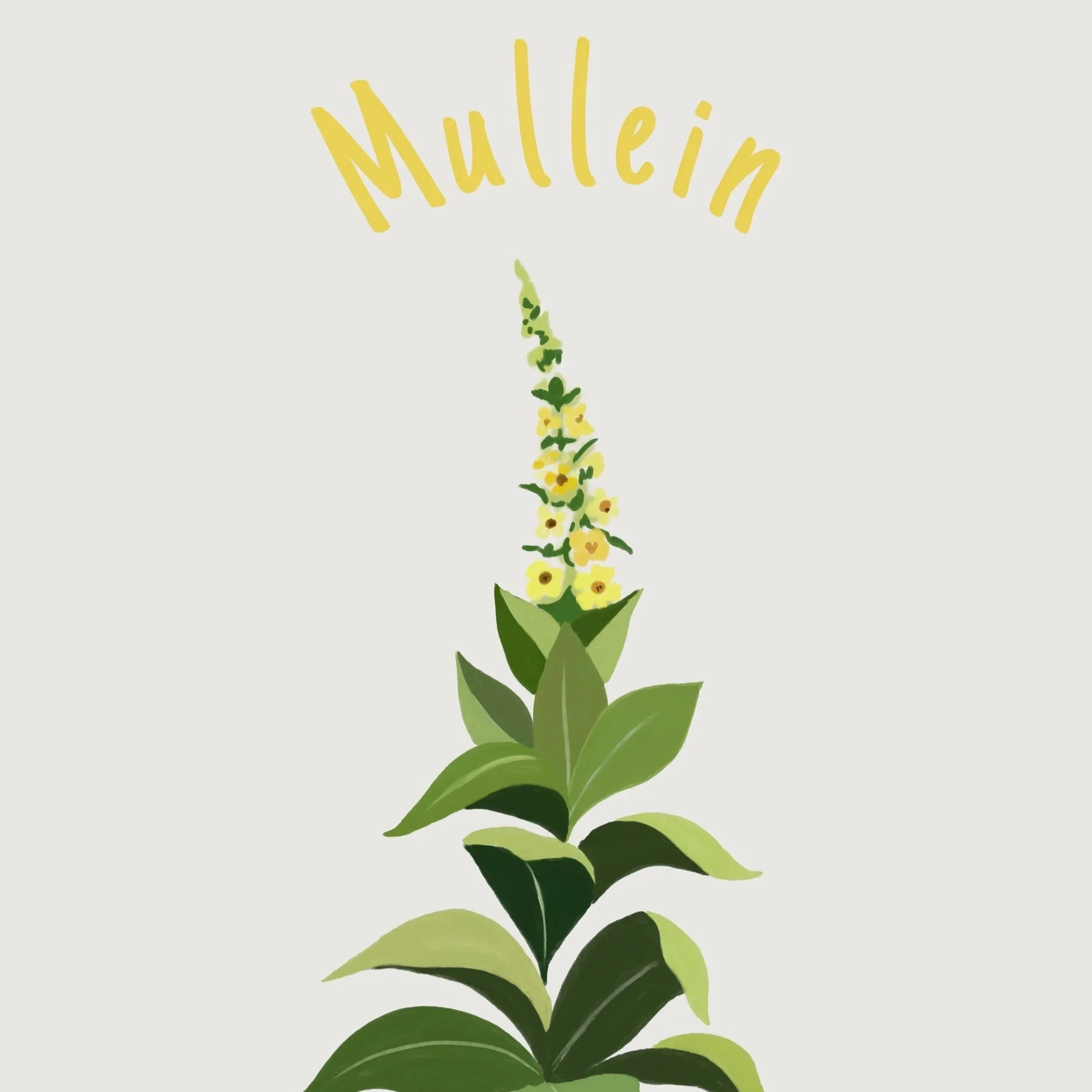 Mullein.jpg