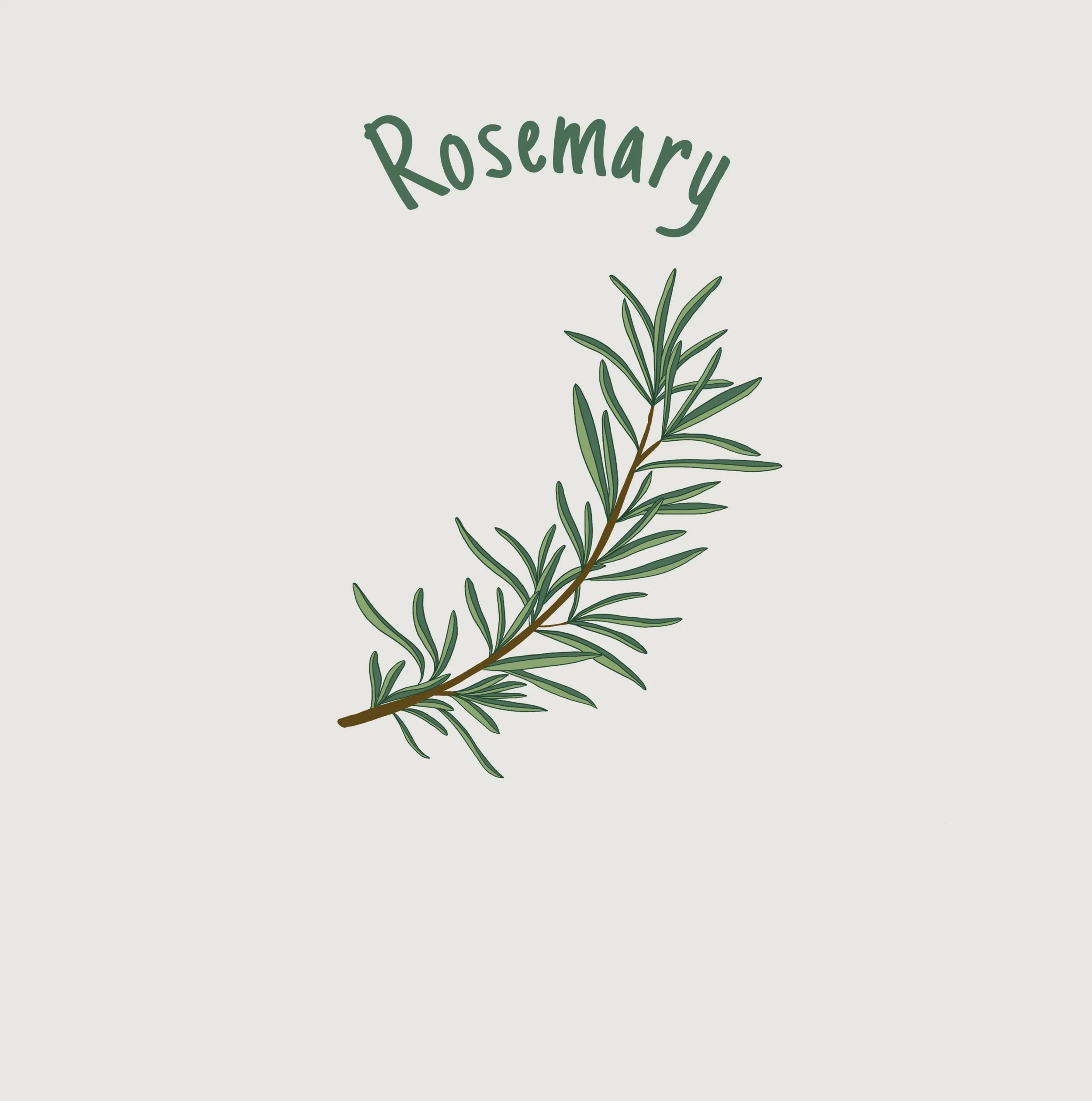 Rosemary.jpg