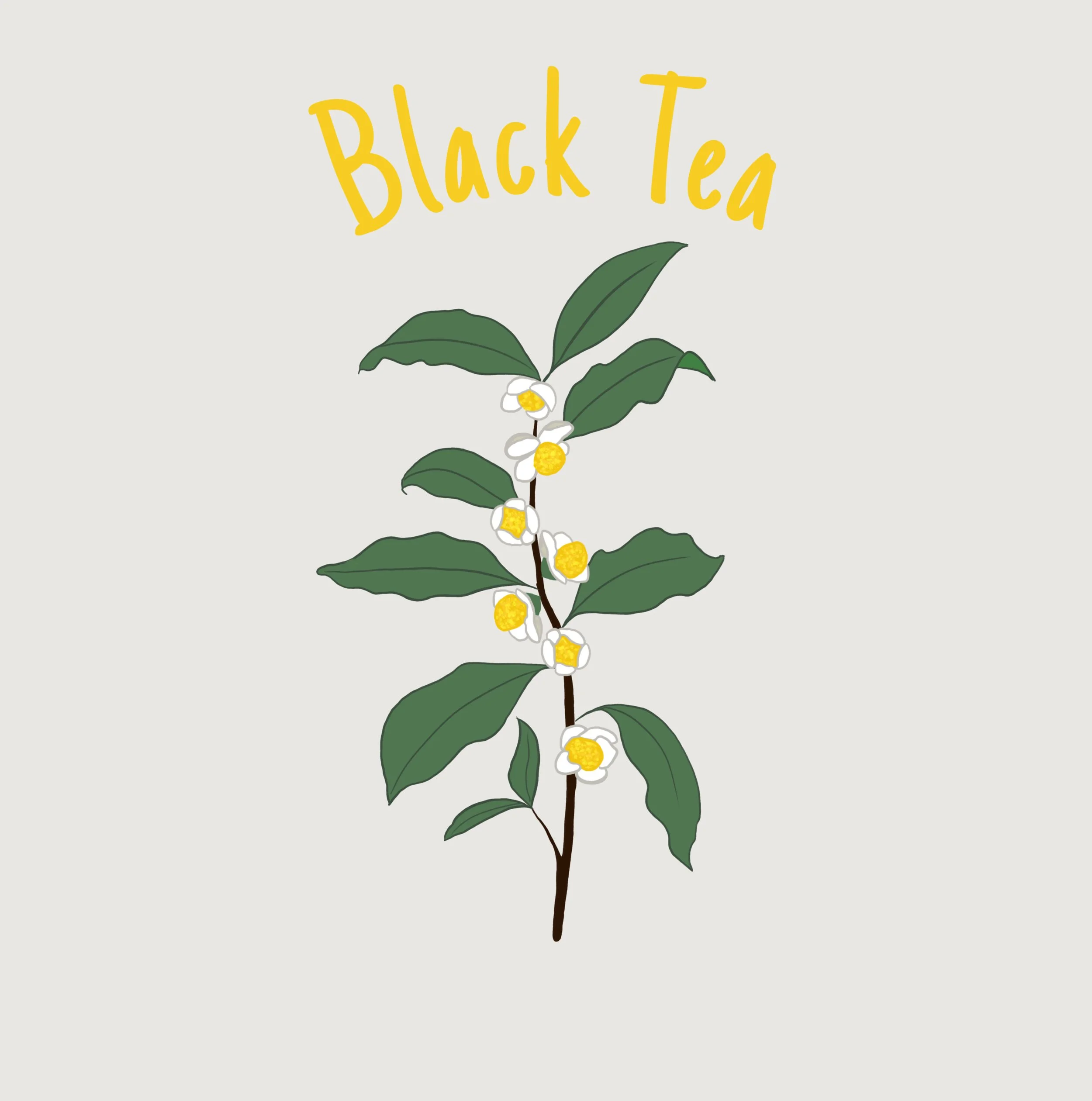 Black Tea.JPEG