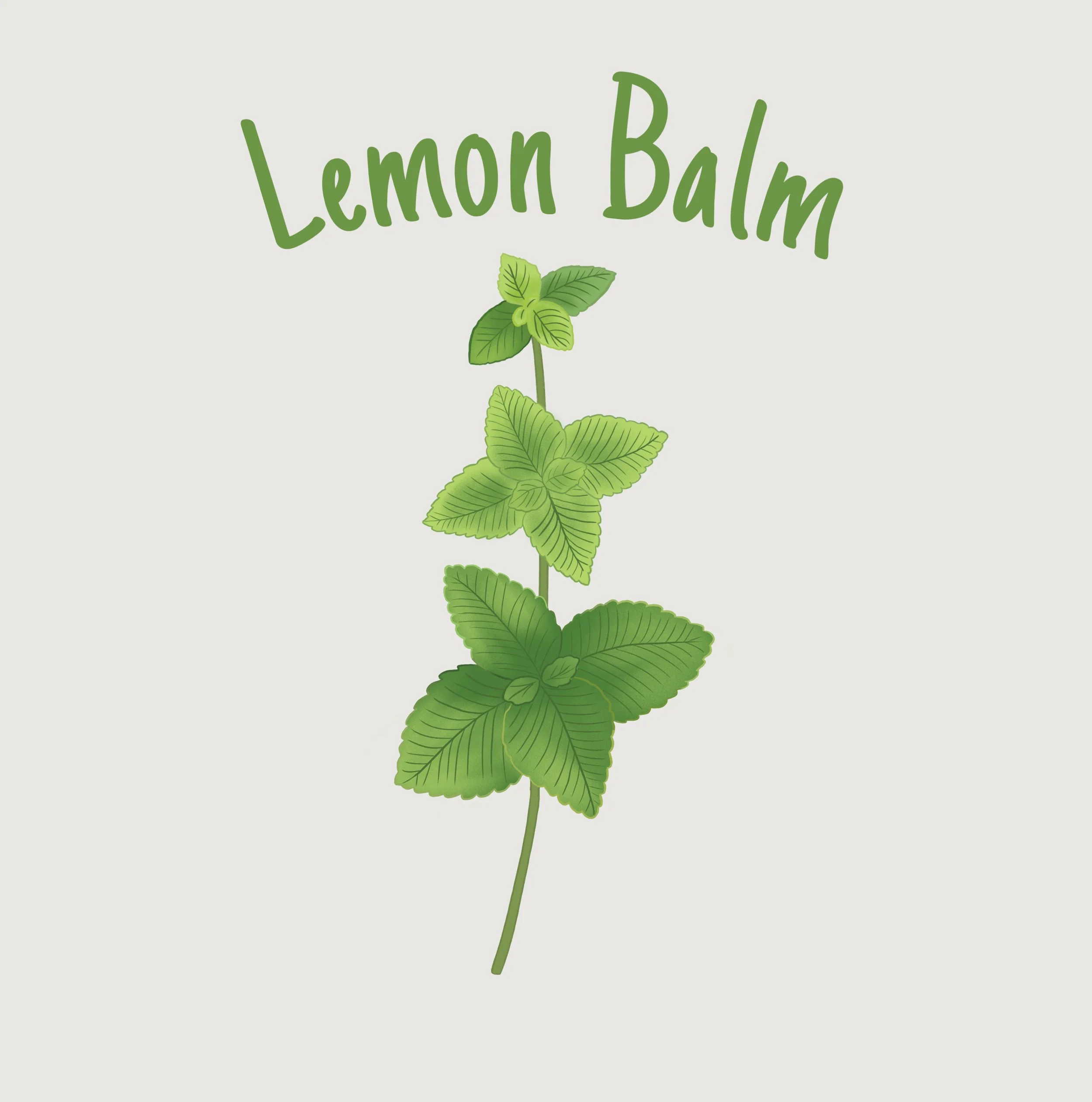 Lemon Balm.JPEG