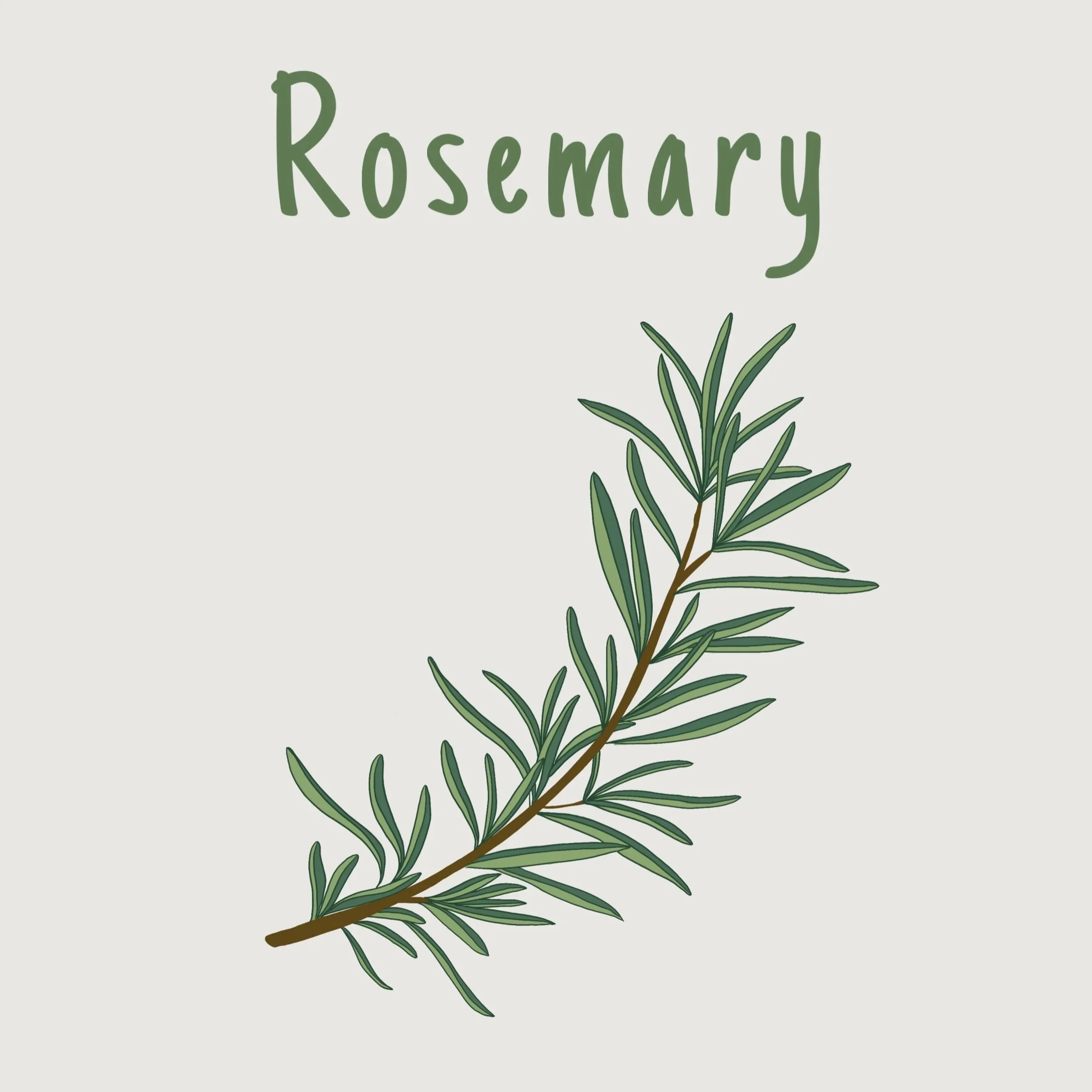 Rosemary.jpg