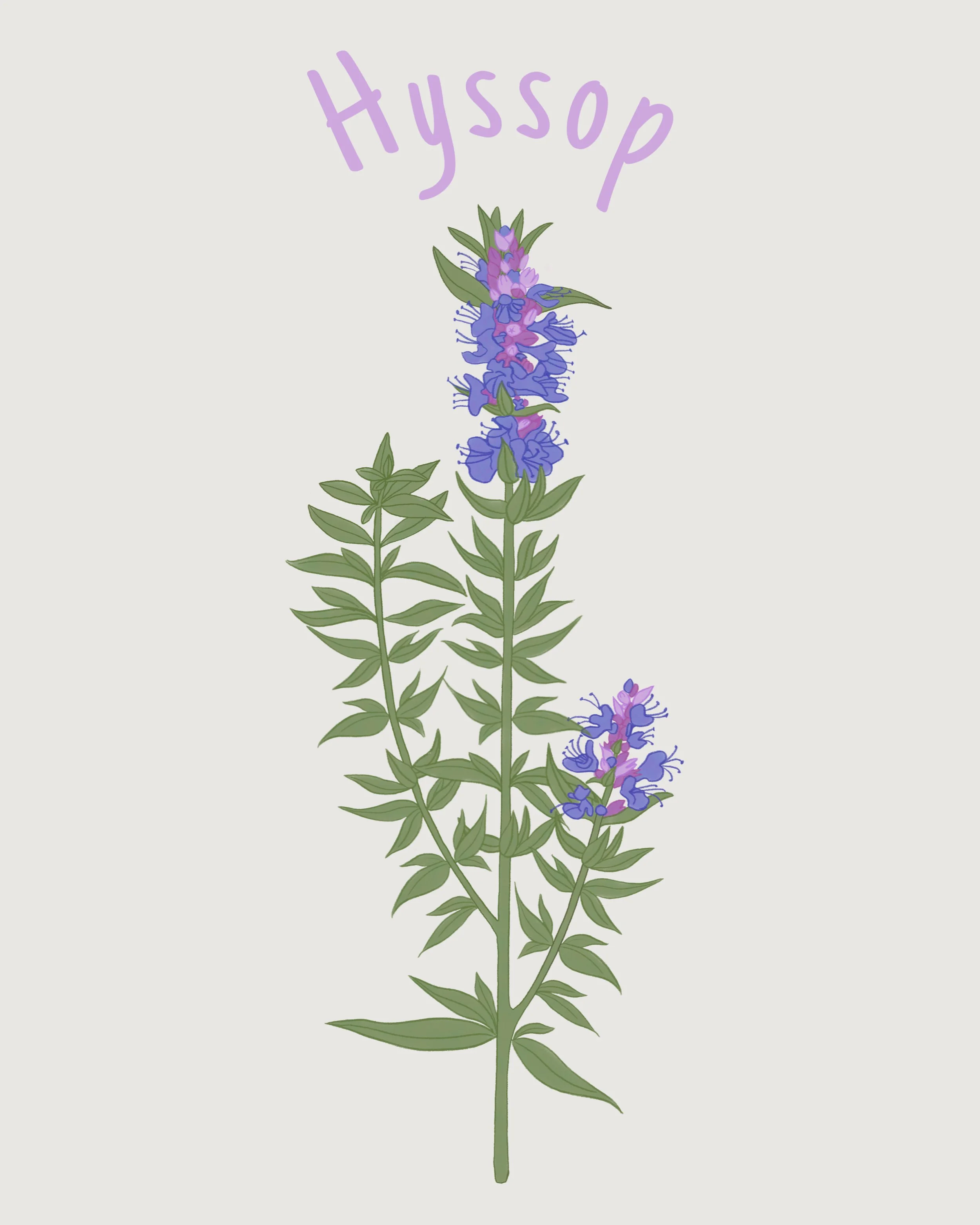 hyssop.JPEG