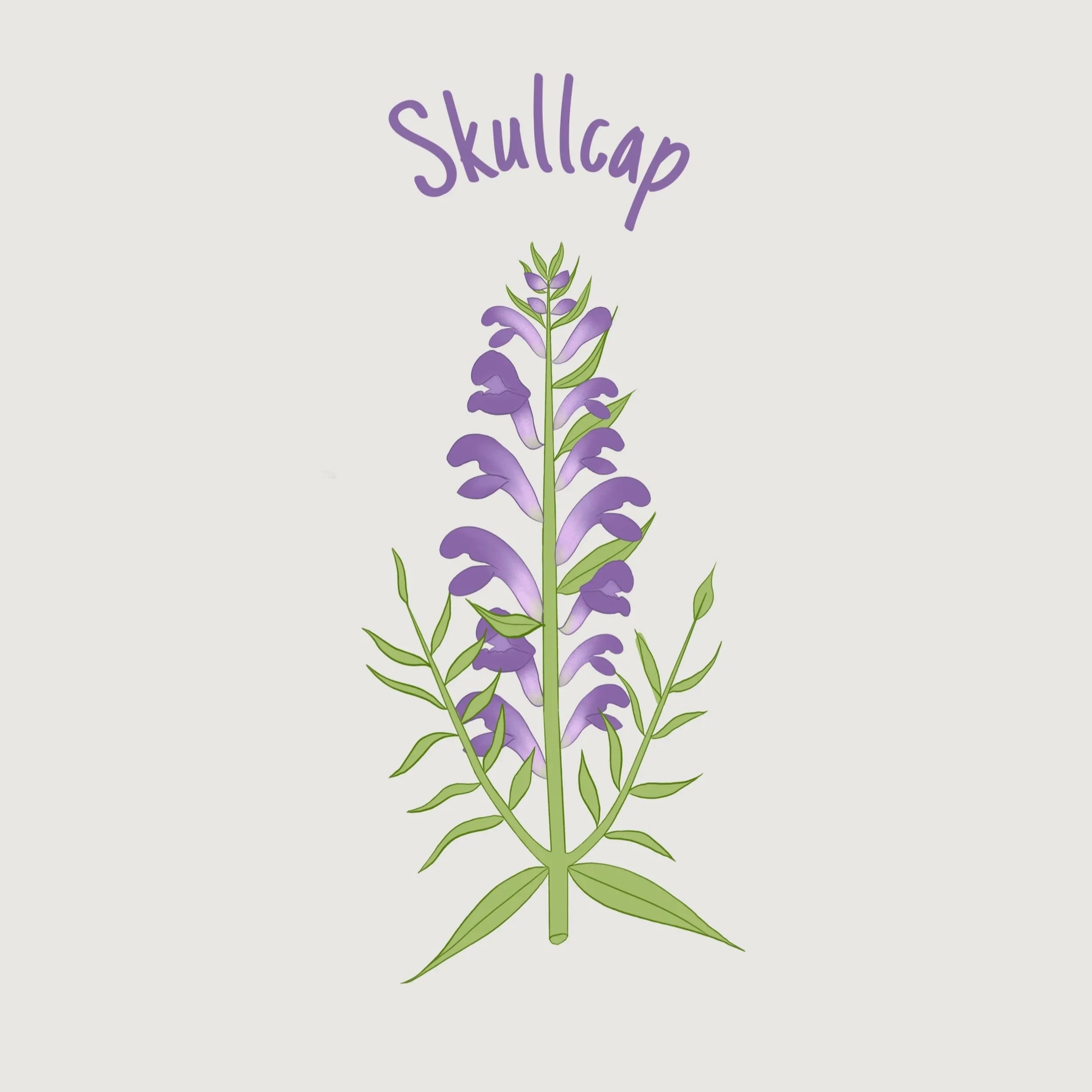 Skullcap.jpg