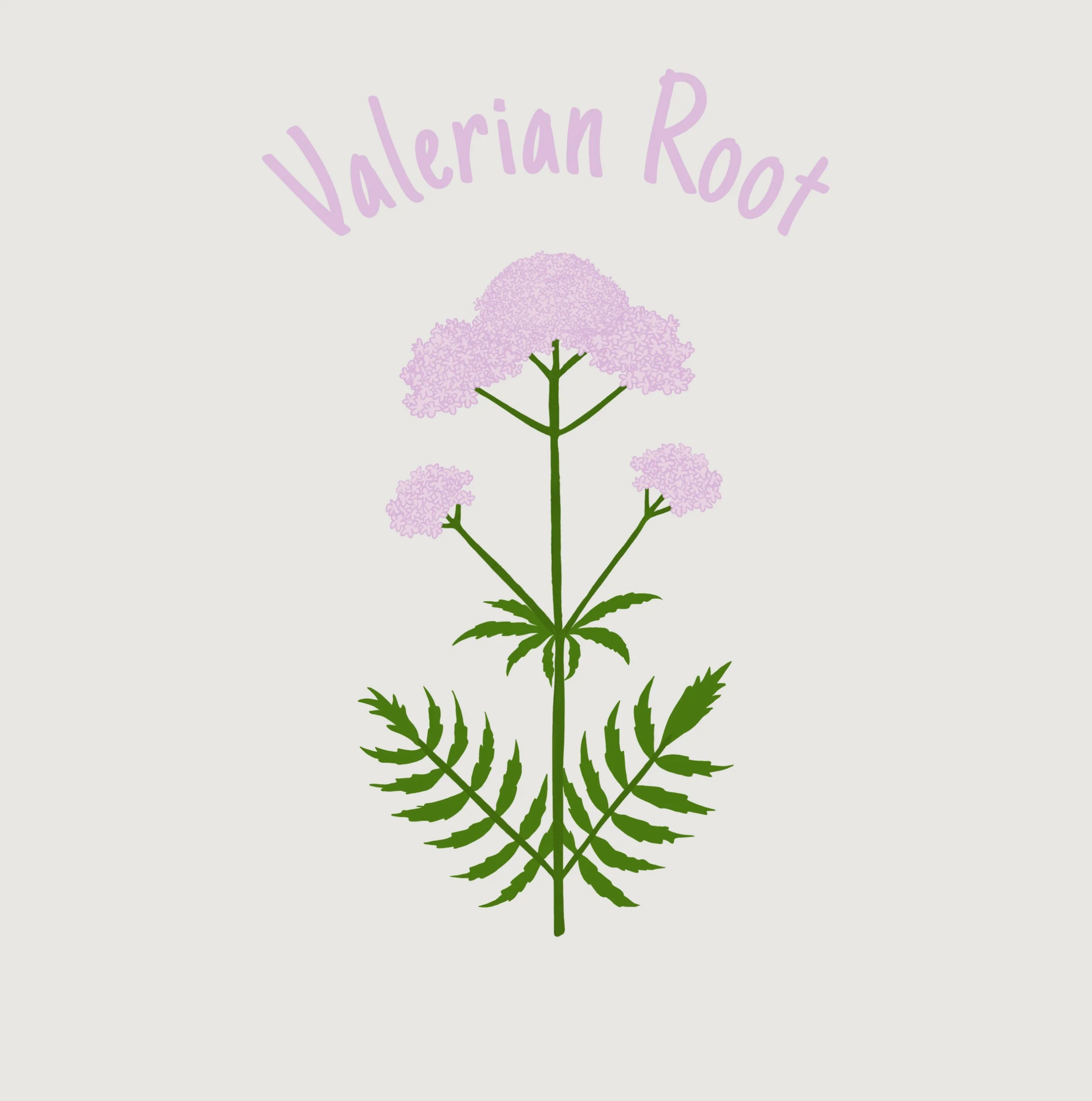 Valerian Root.jpg