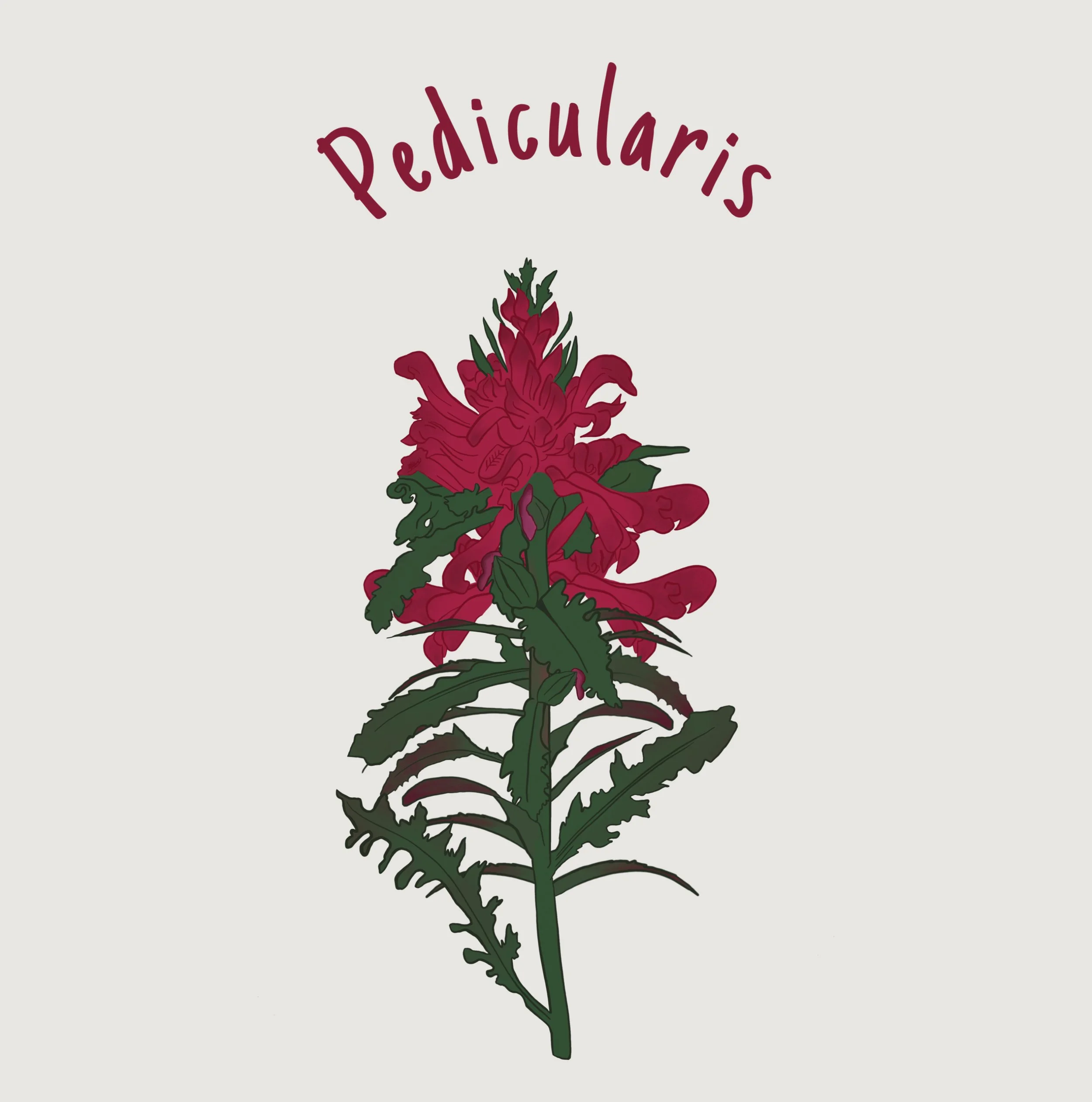 Pedicularis.jpg