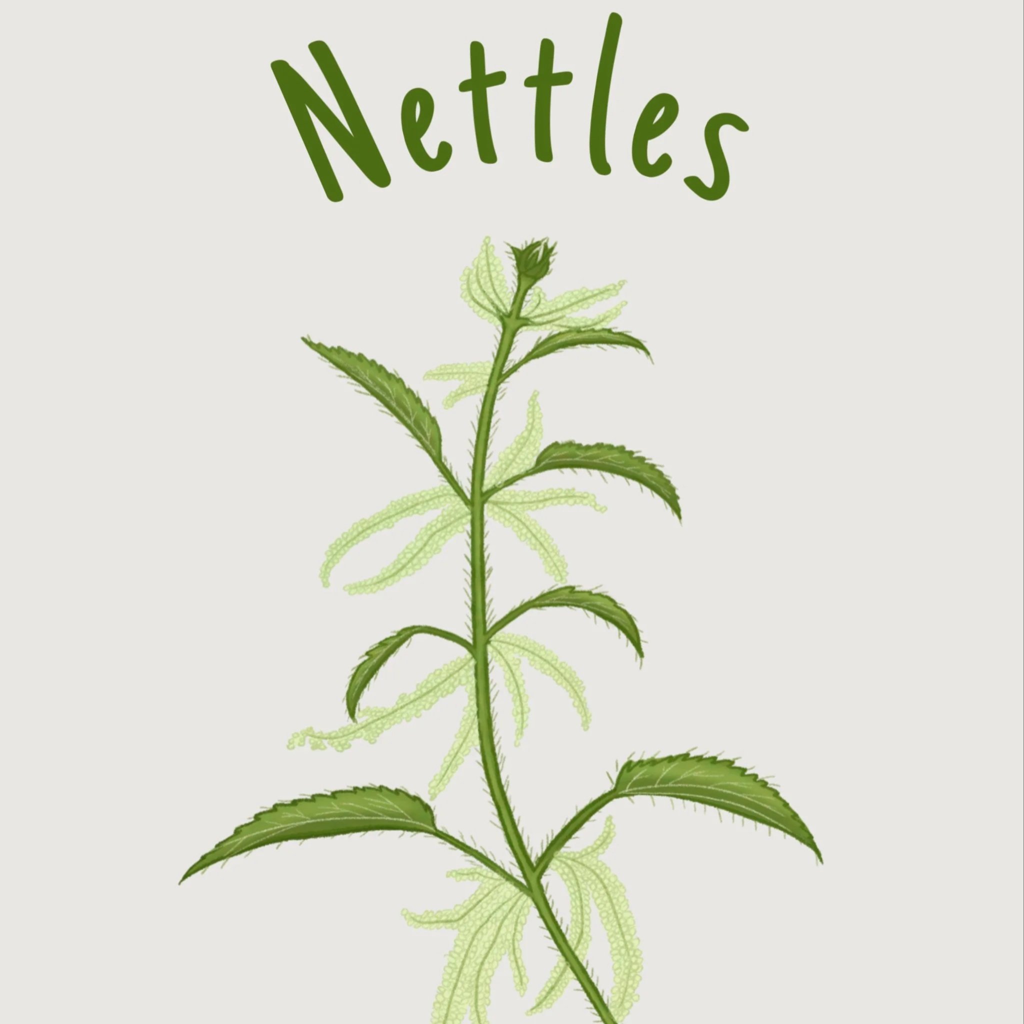 nettles.jpg
