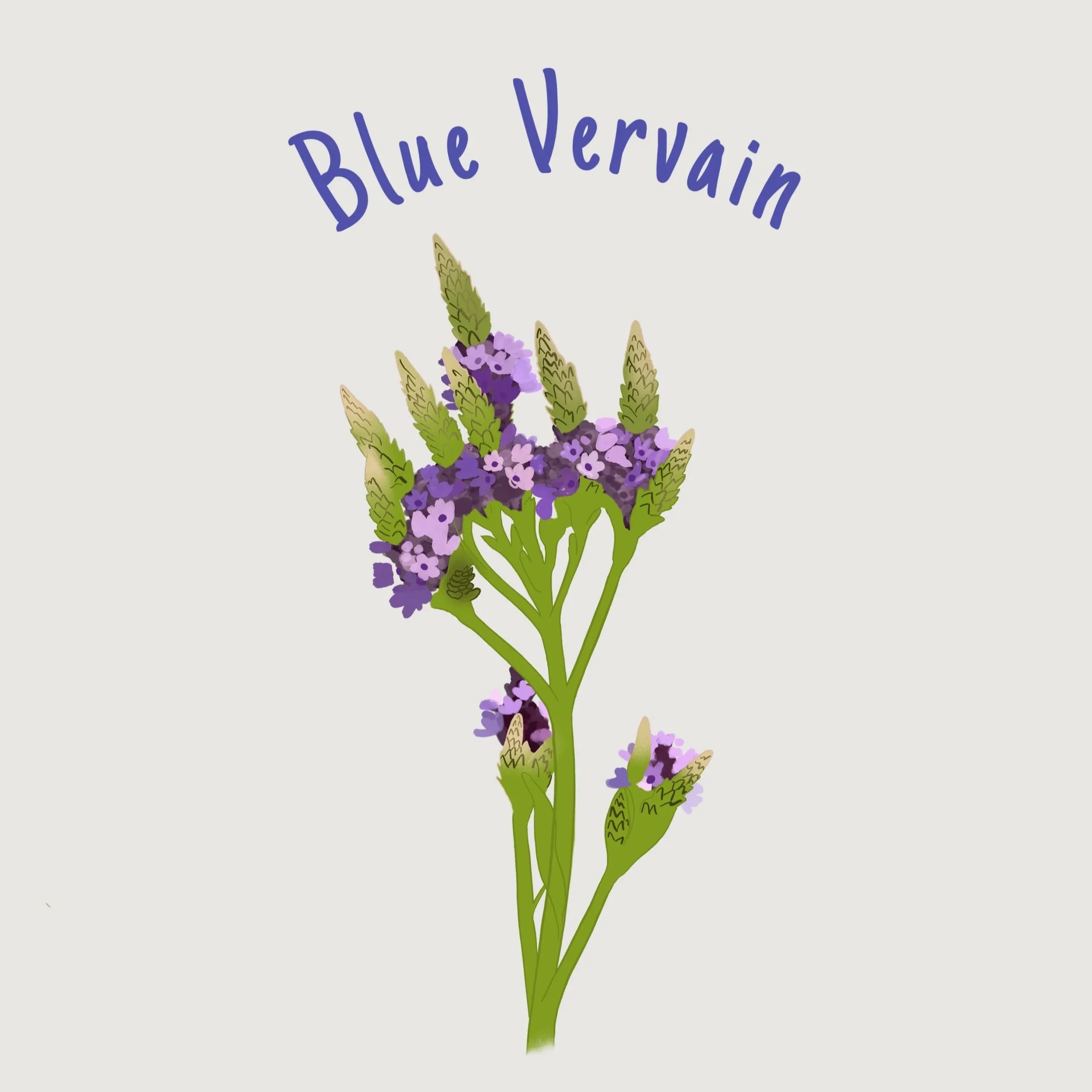 Blue+Vervain.jpg