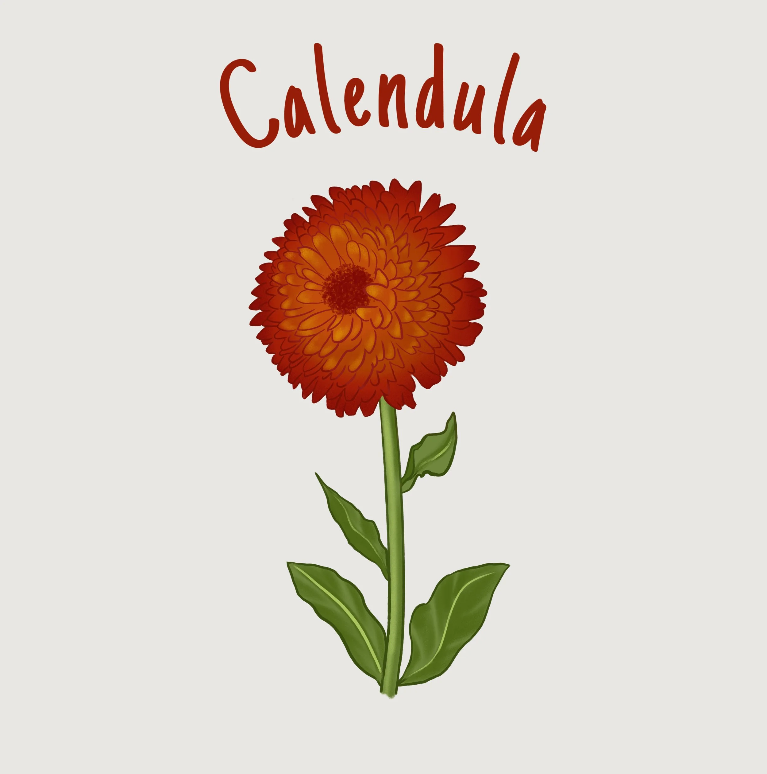 Calendula.JPEG