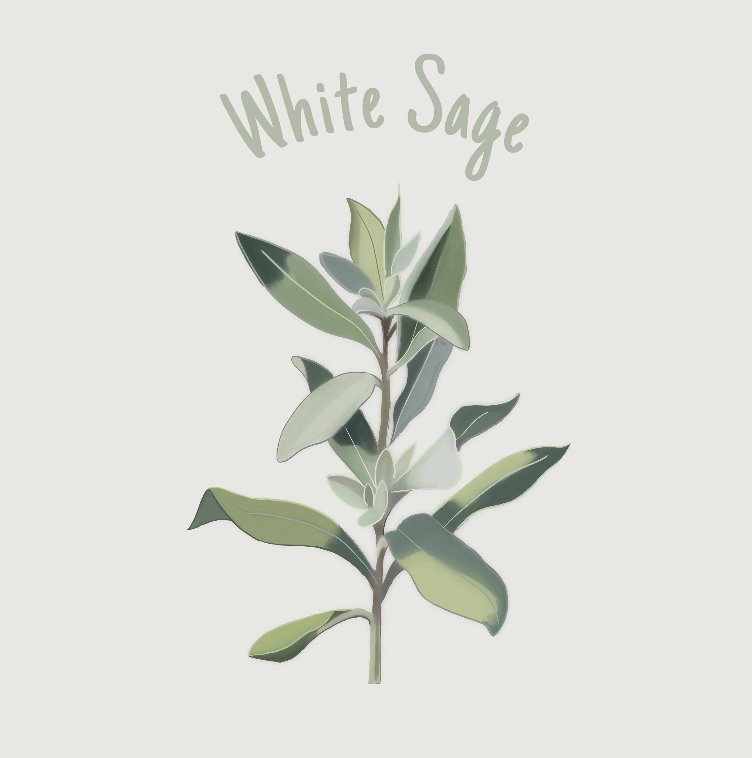 White Sage .JPEG