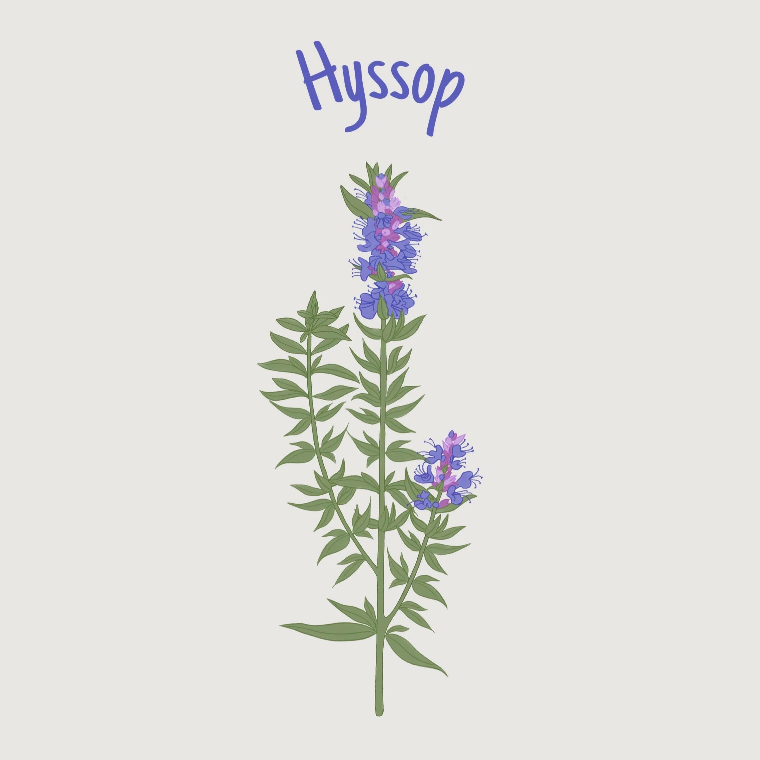 Hyssop.jpg