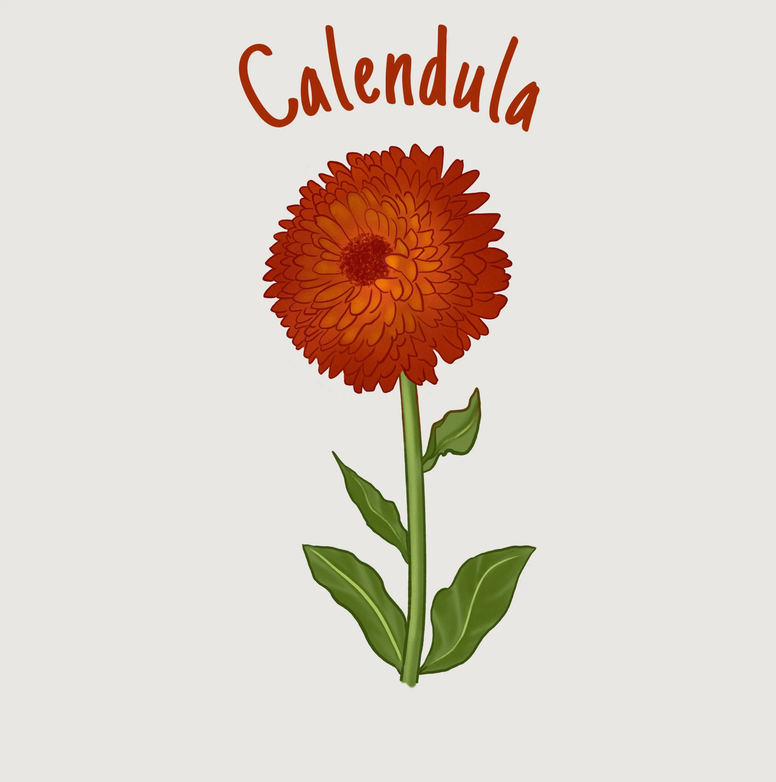 Calendula.jpg