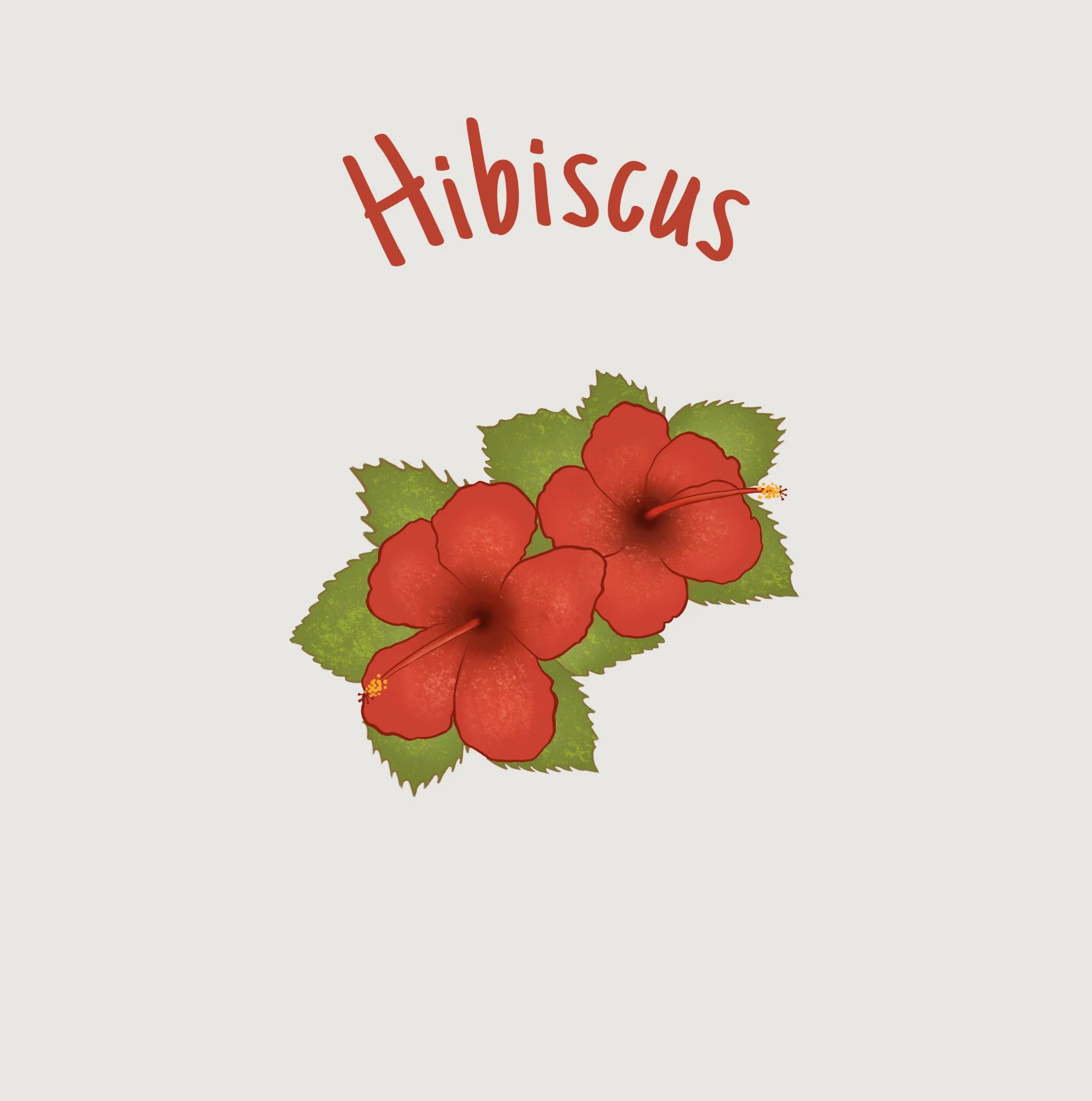 Hibiscus.jpg