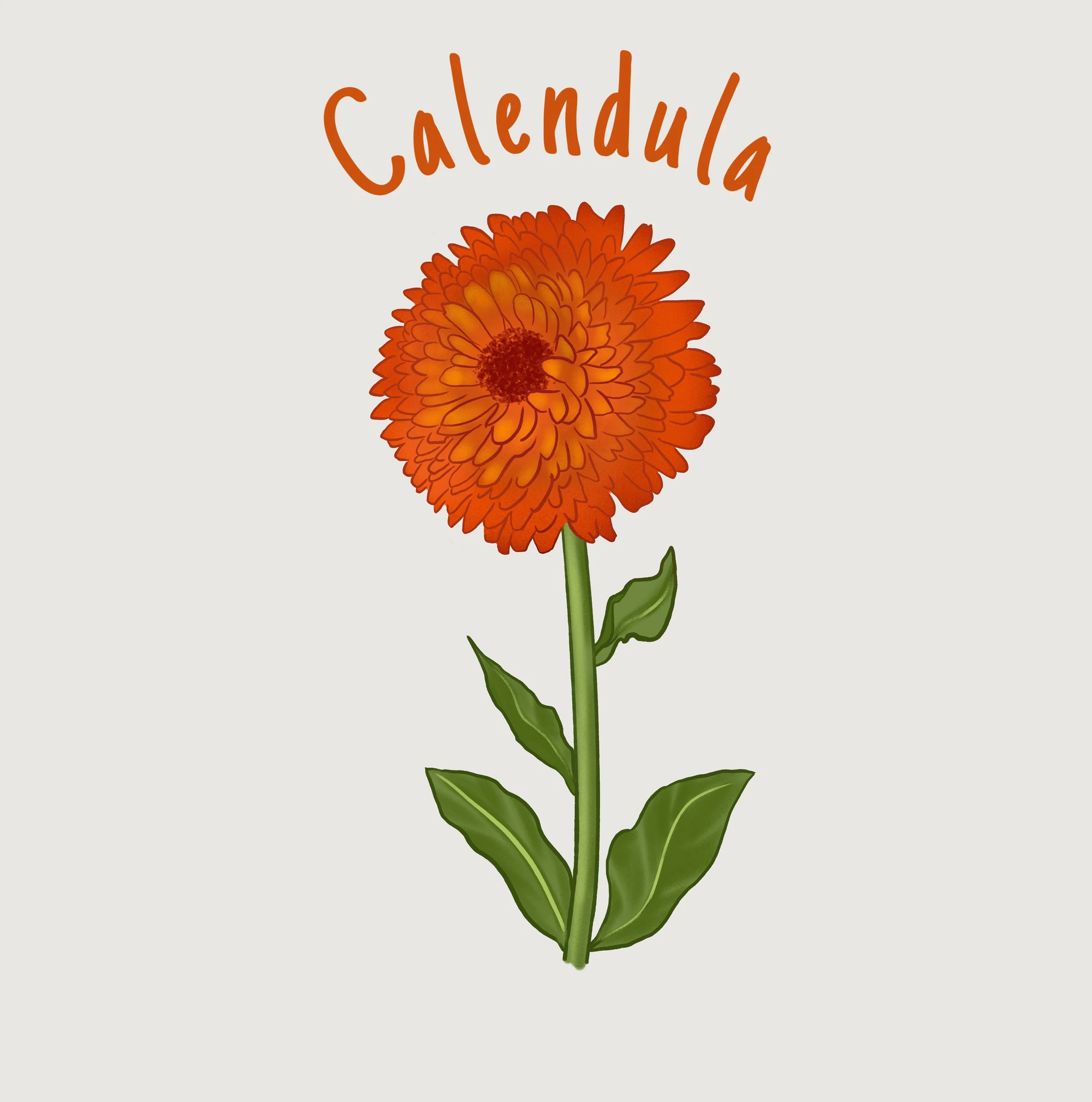 Calendula.JPEG