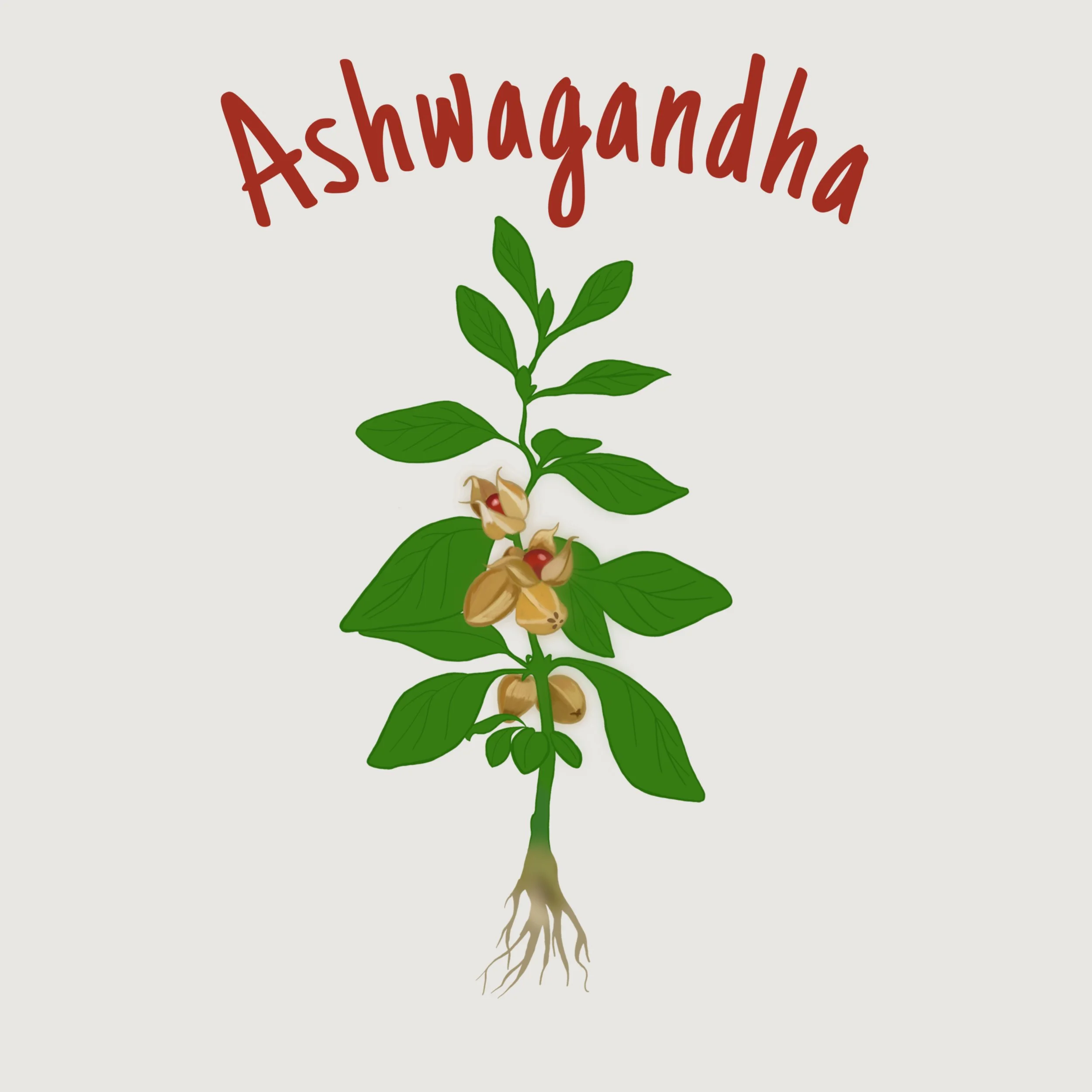 Aswagandha.JPEG