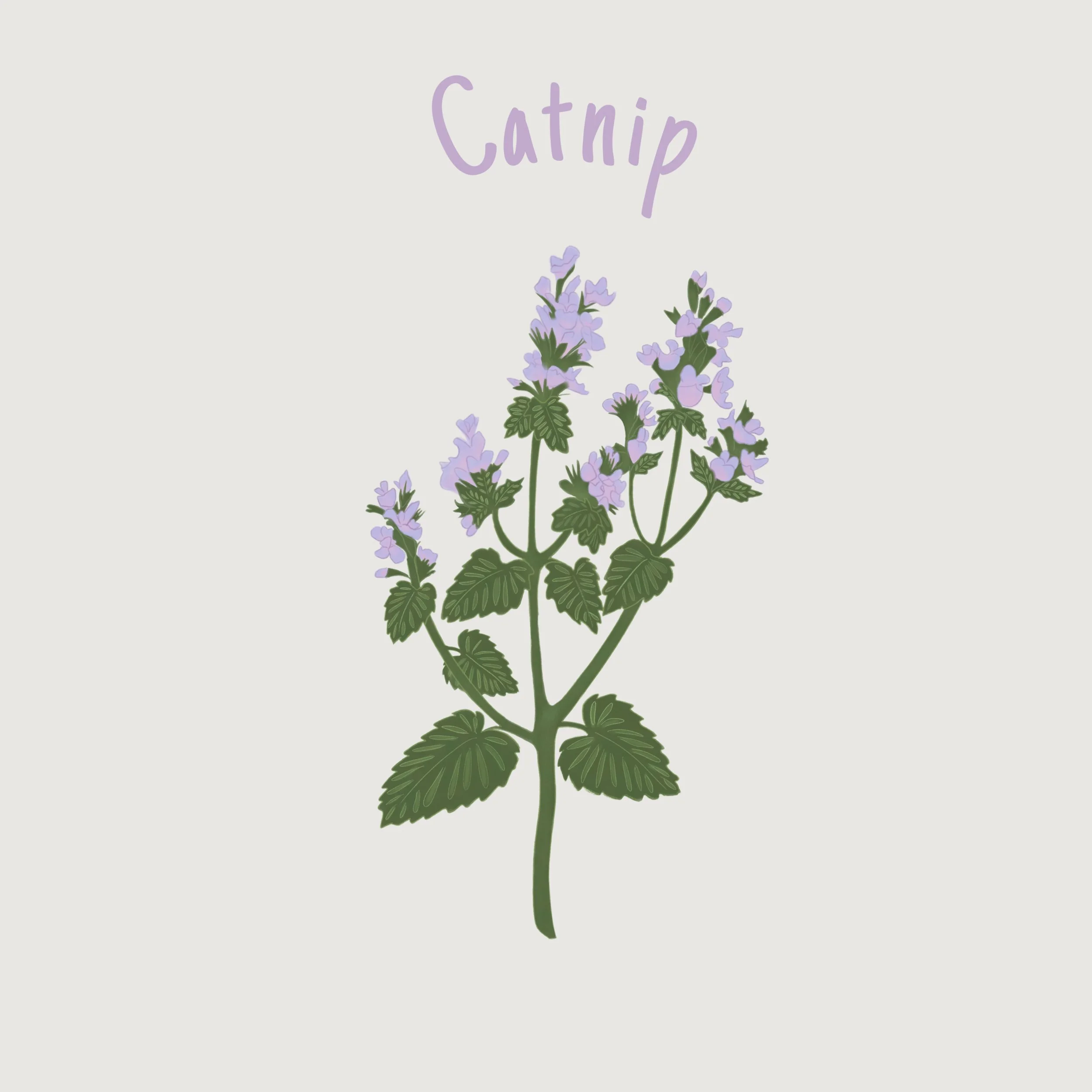 Catnip.jpg