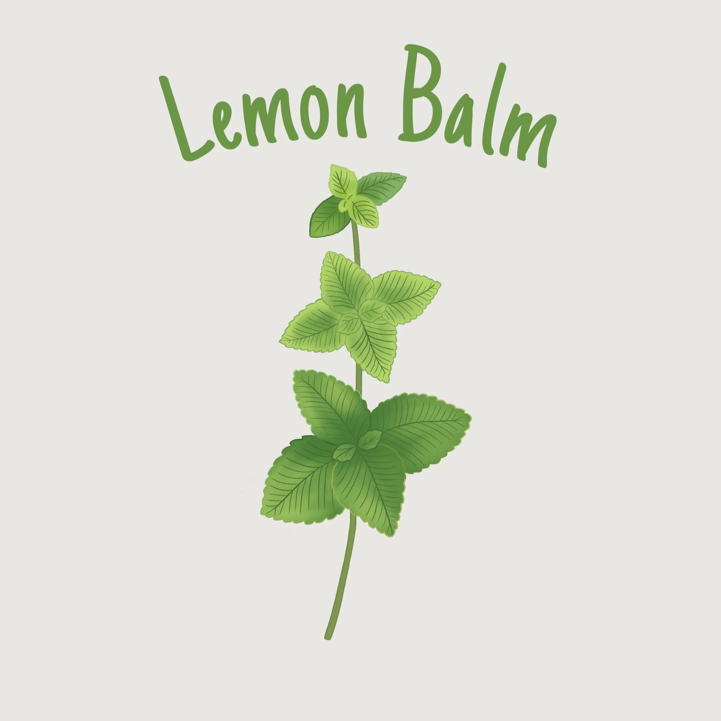 Lemon+Balm.jpg