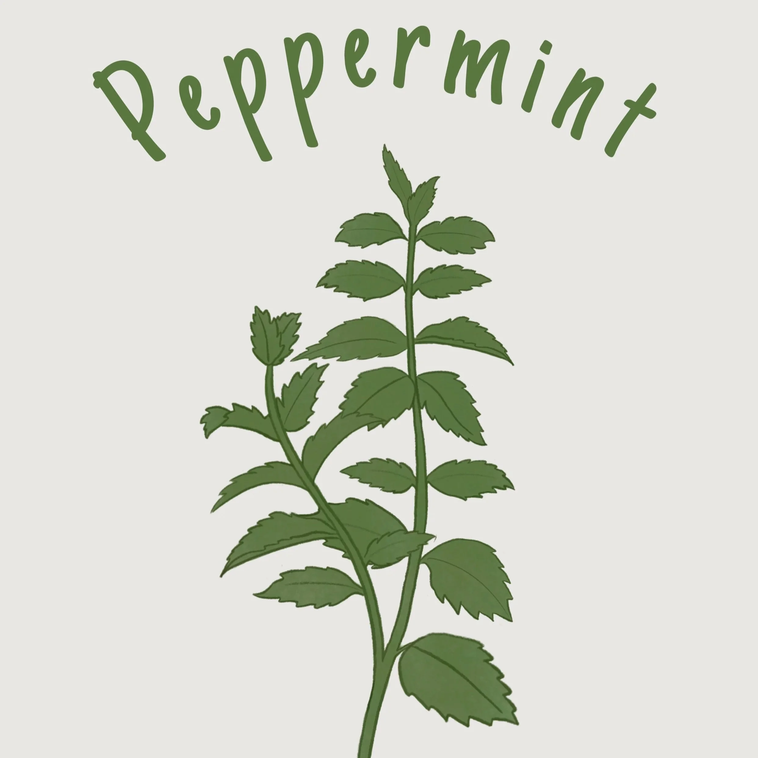 peppermint.jpg