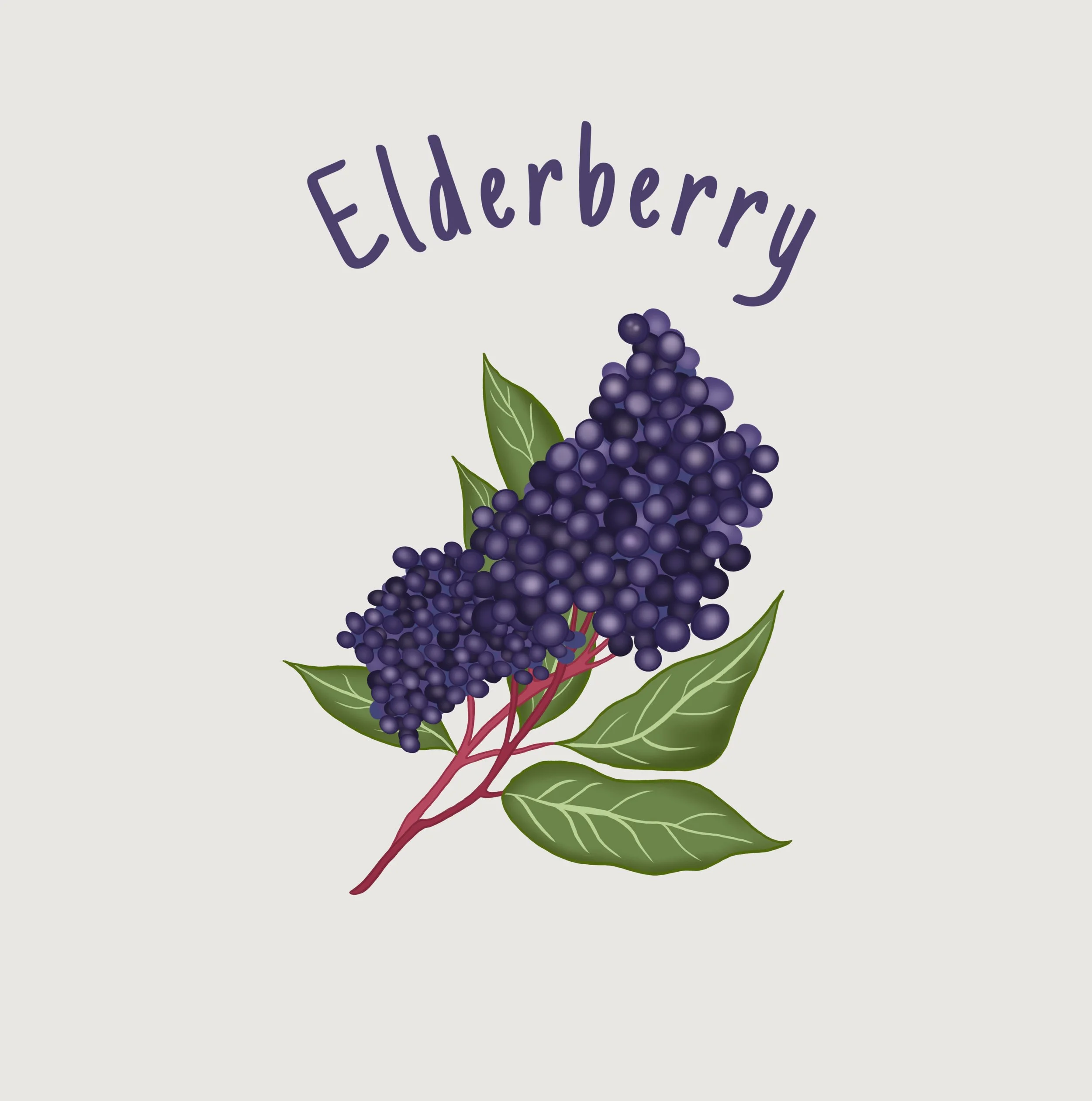 Elderberry.JPEG