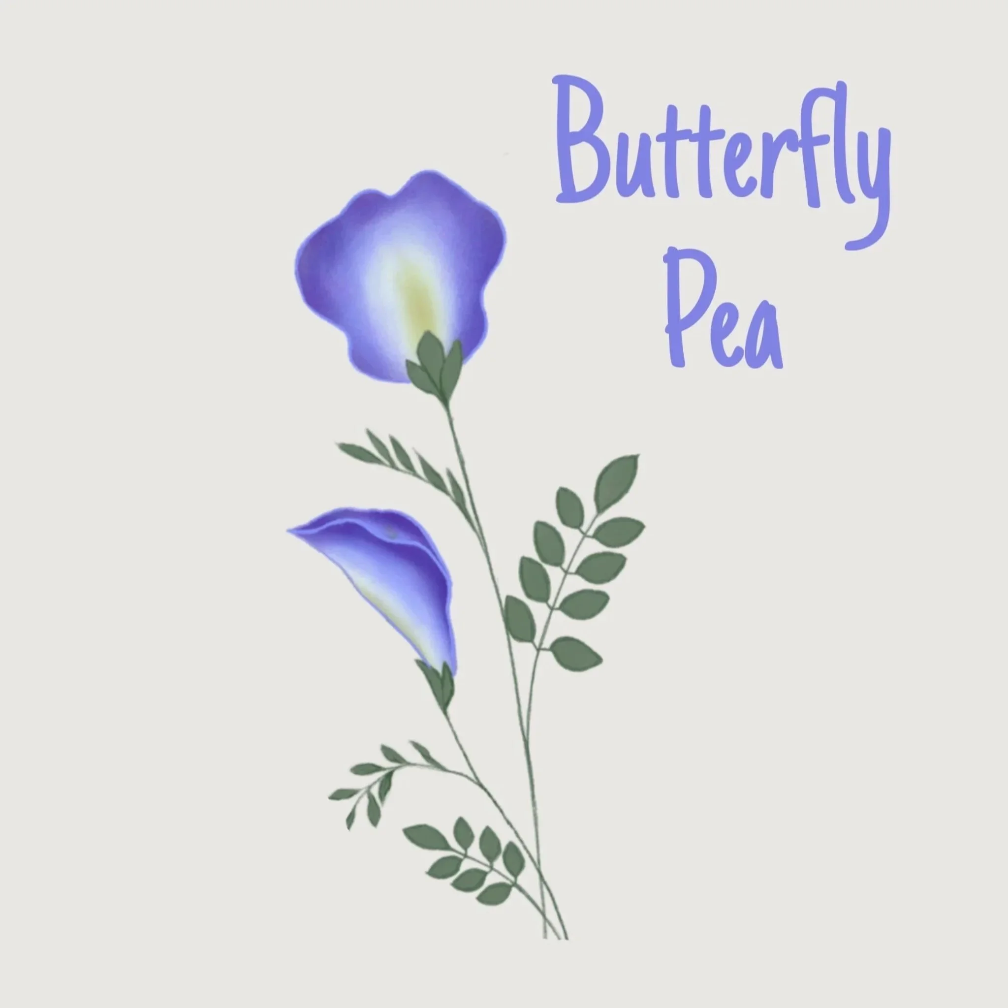 Butterfly Pea Honey
