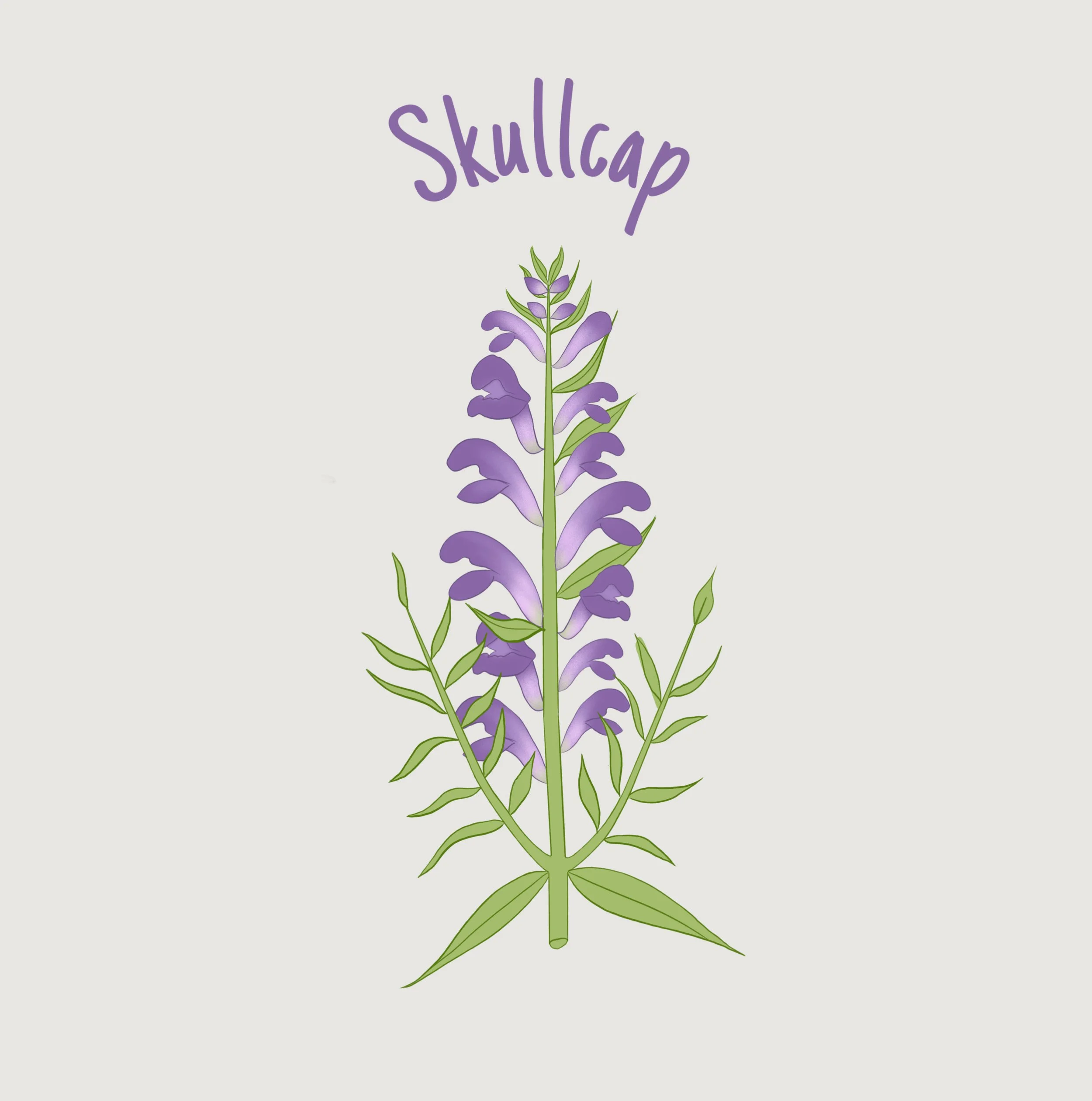 Skullcap.jpg
