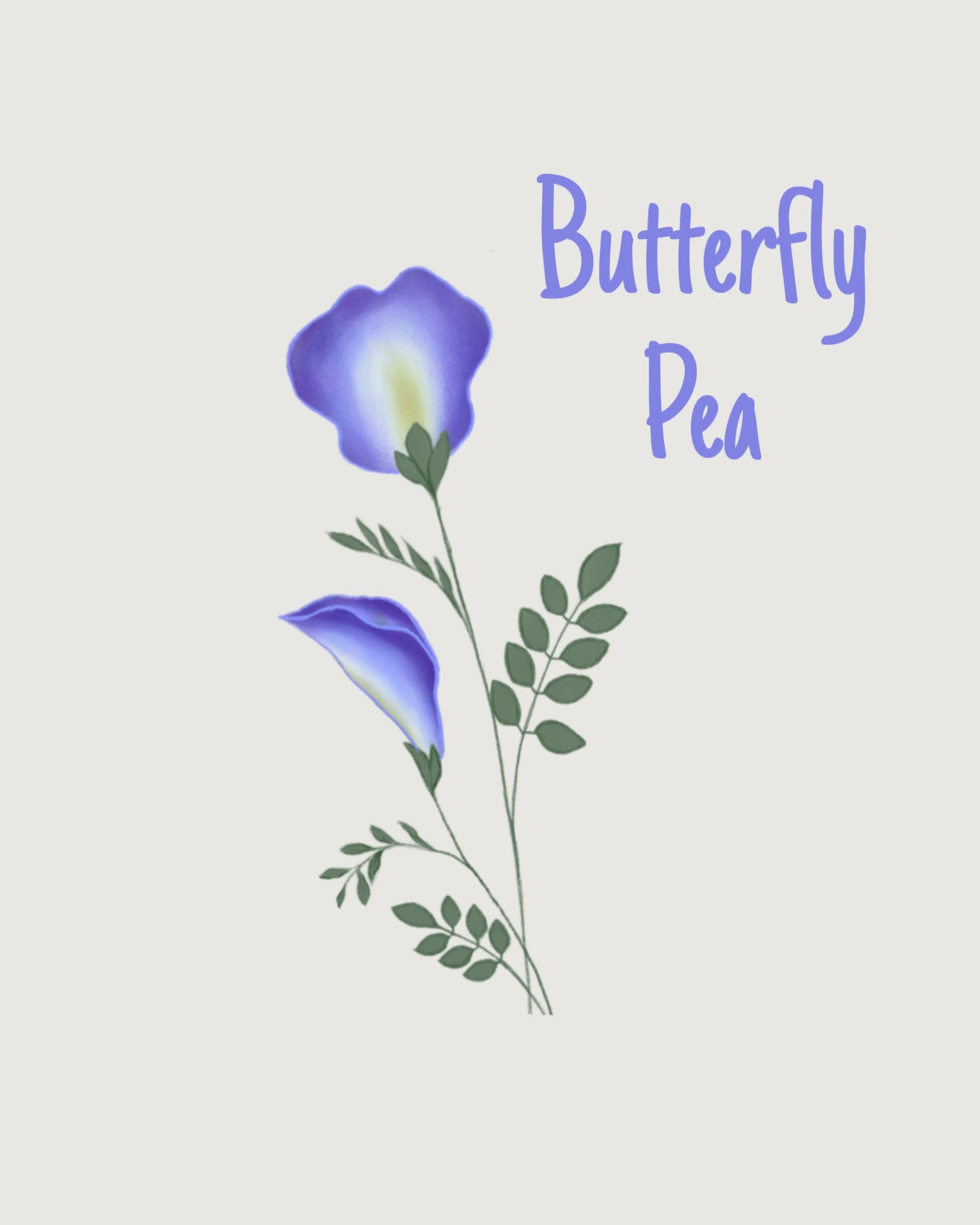 butterfly pea.JPEG