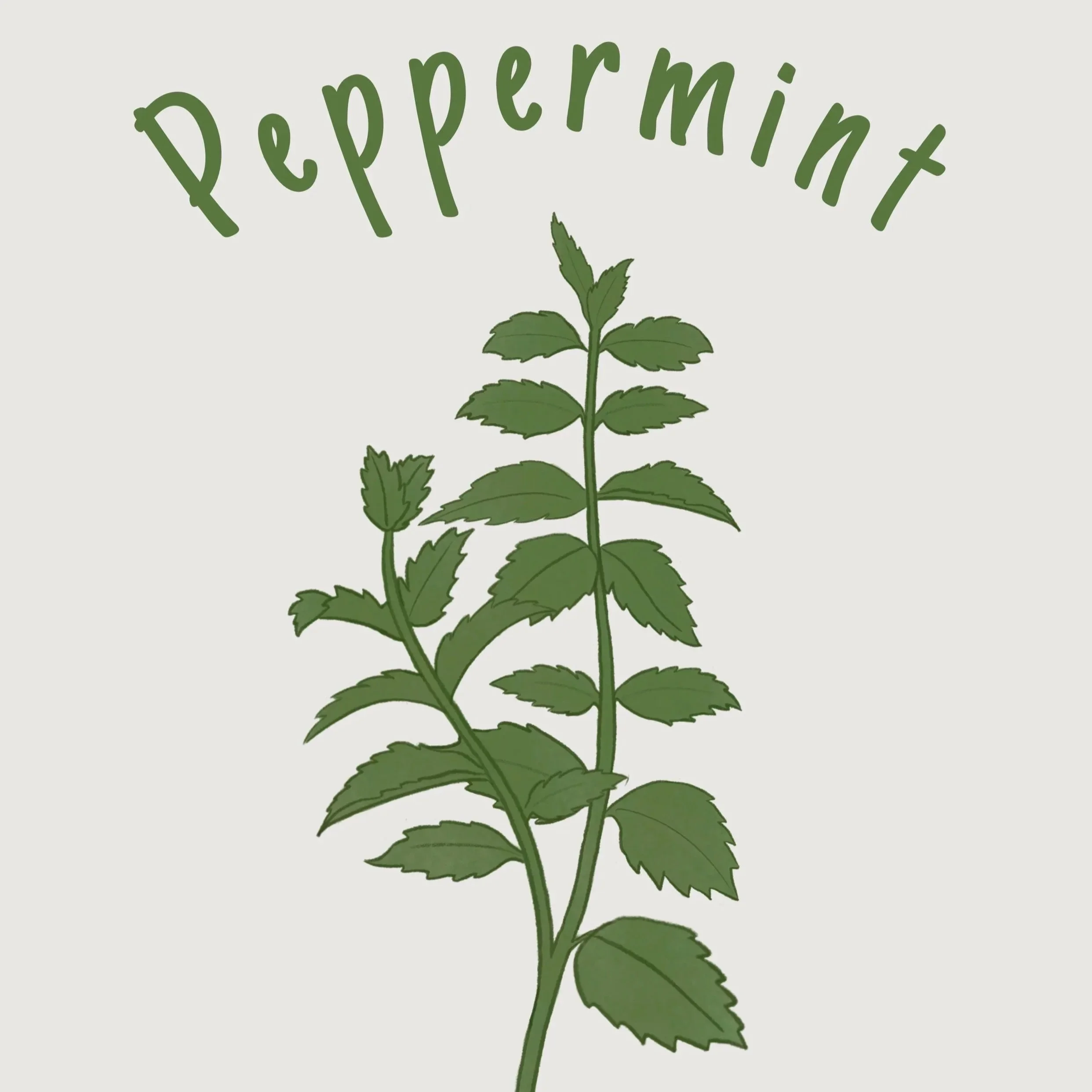 peppermint.jpg