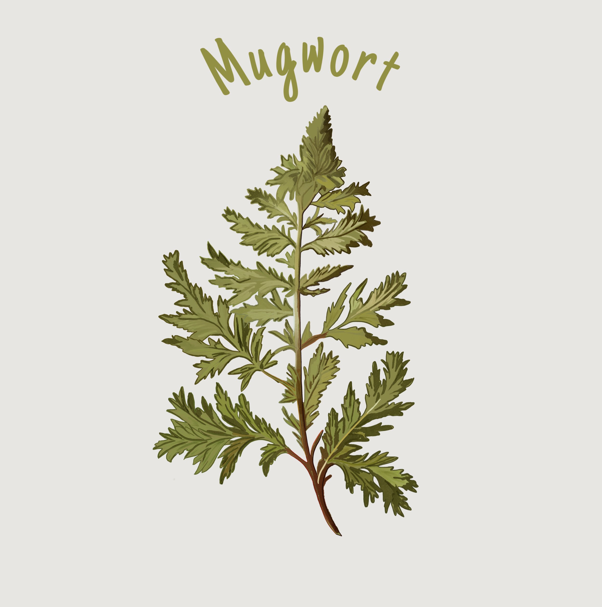 Mugwort.jpg