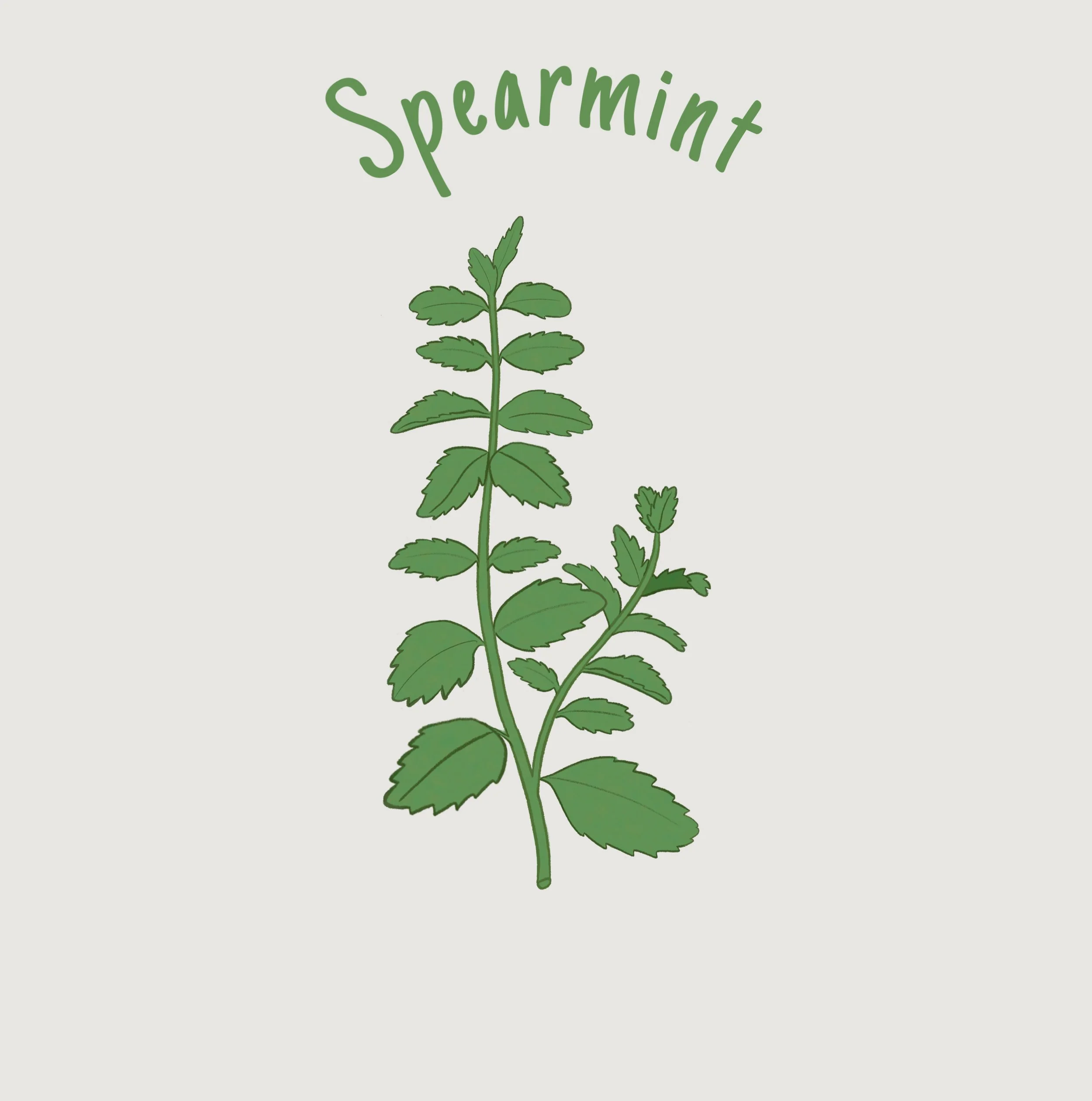 Spearmint.jpg