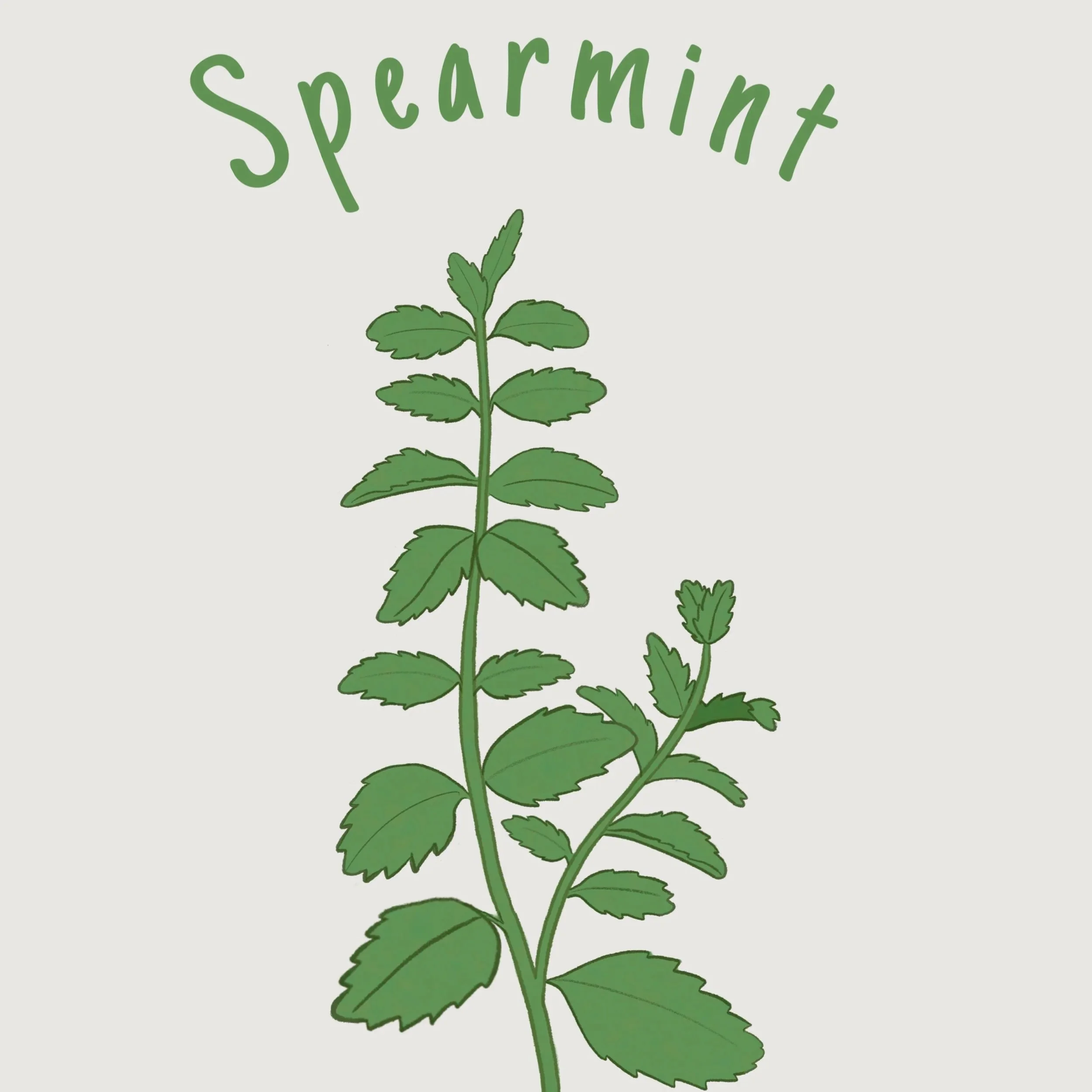 spearmint.jpg