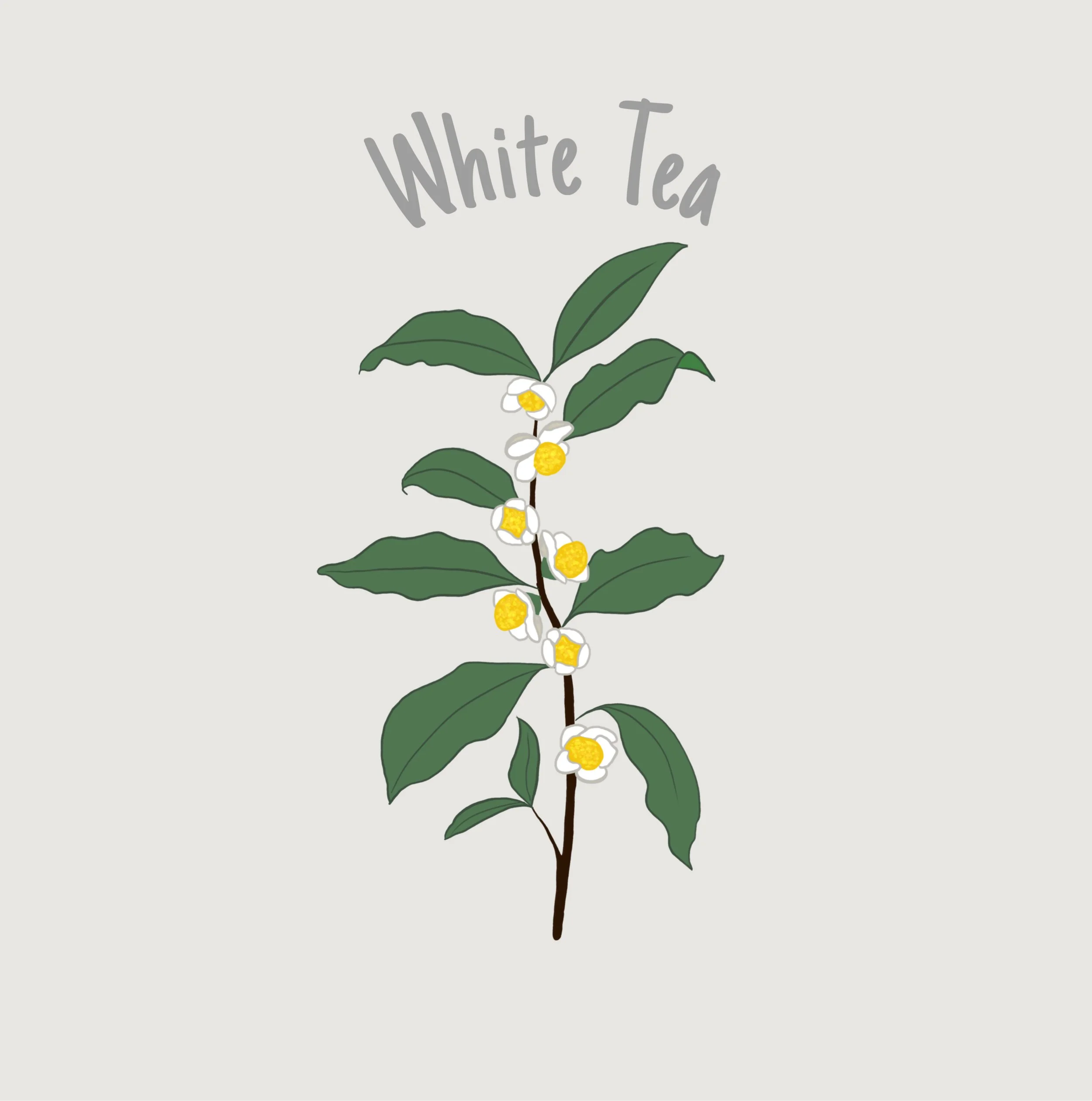 White Tea.jpg