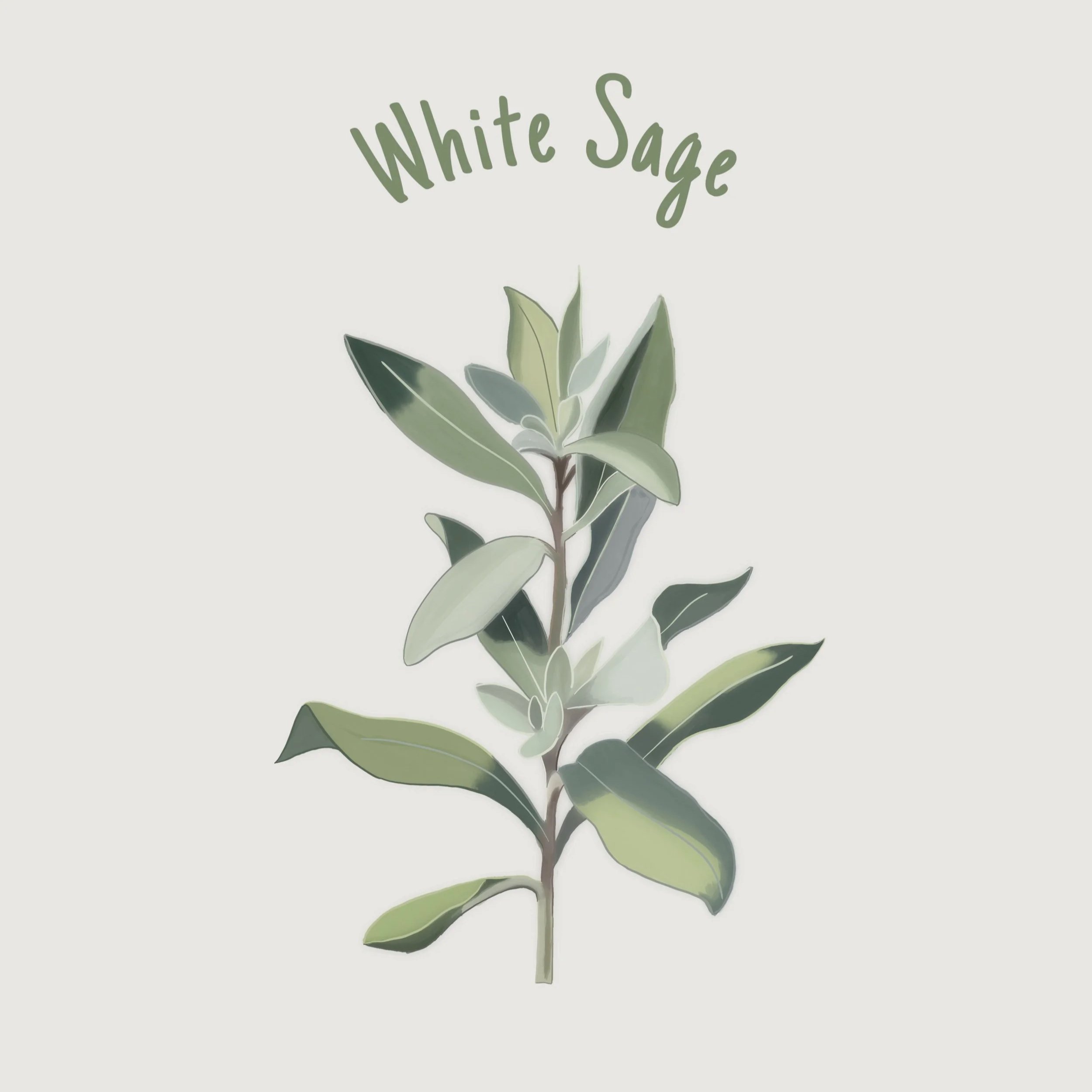 White+Sage.jpg