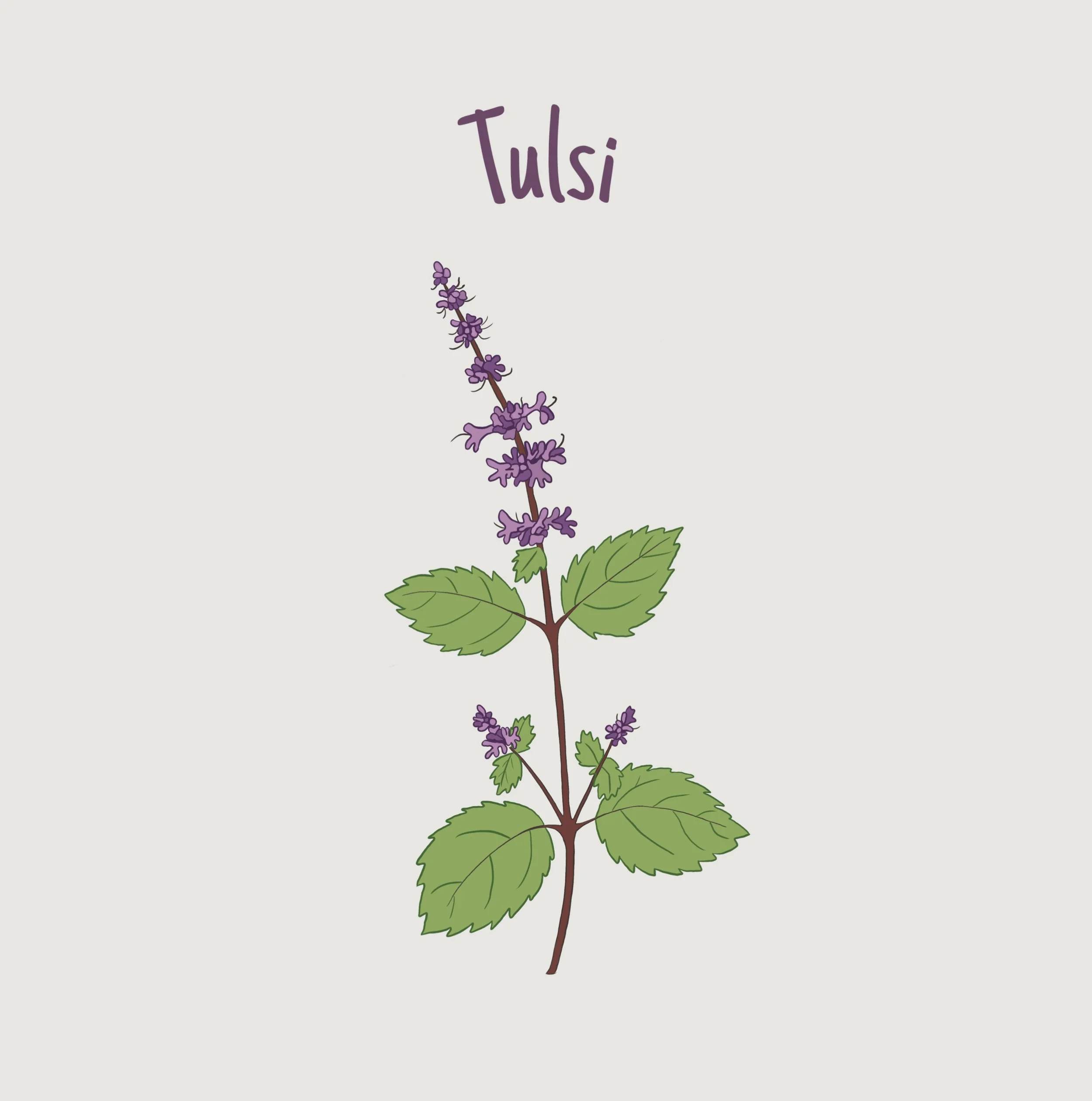 Tulsi.jpg