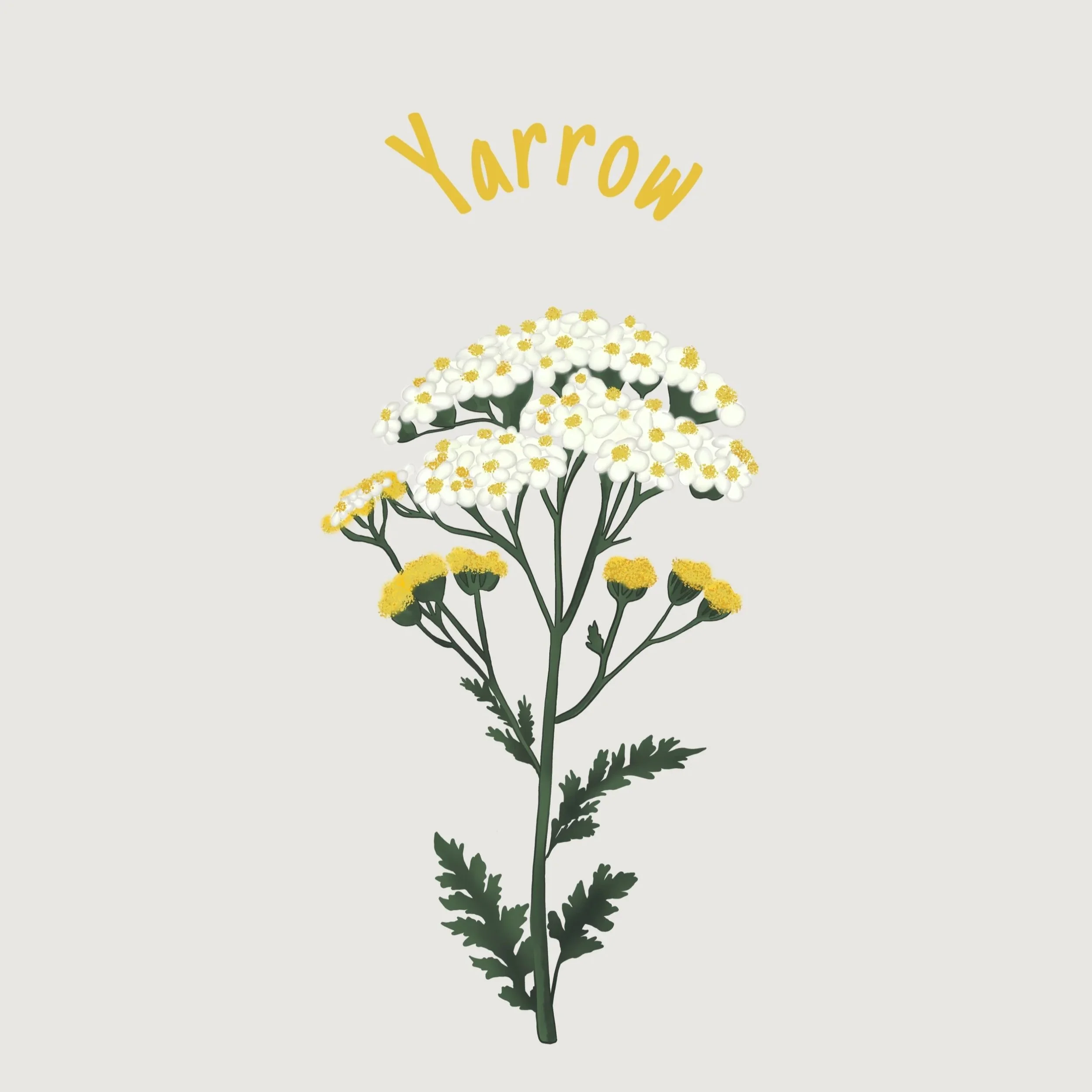 Yarrow.jpg
