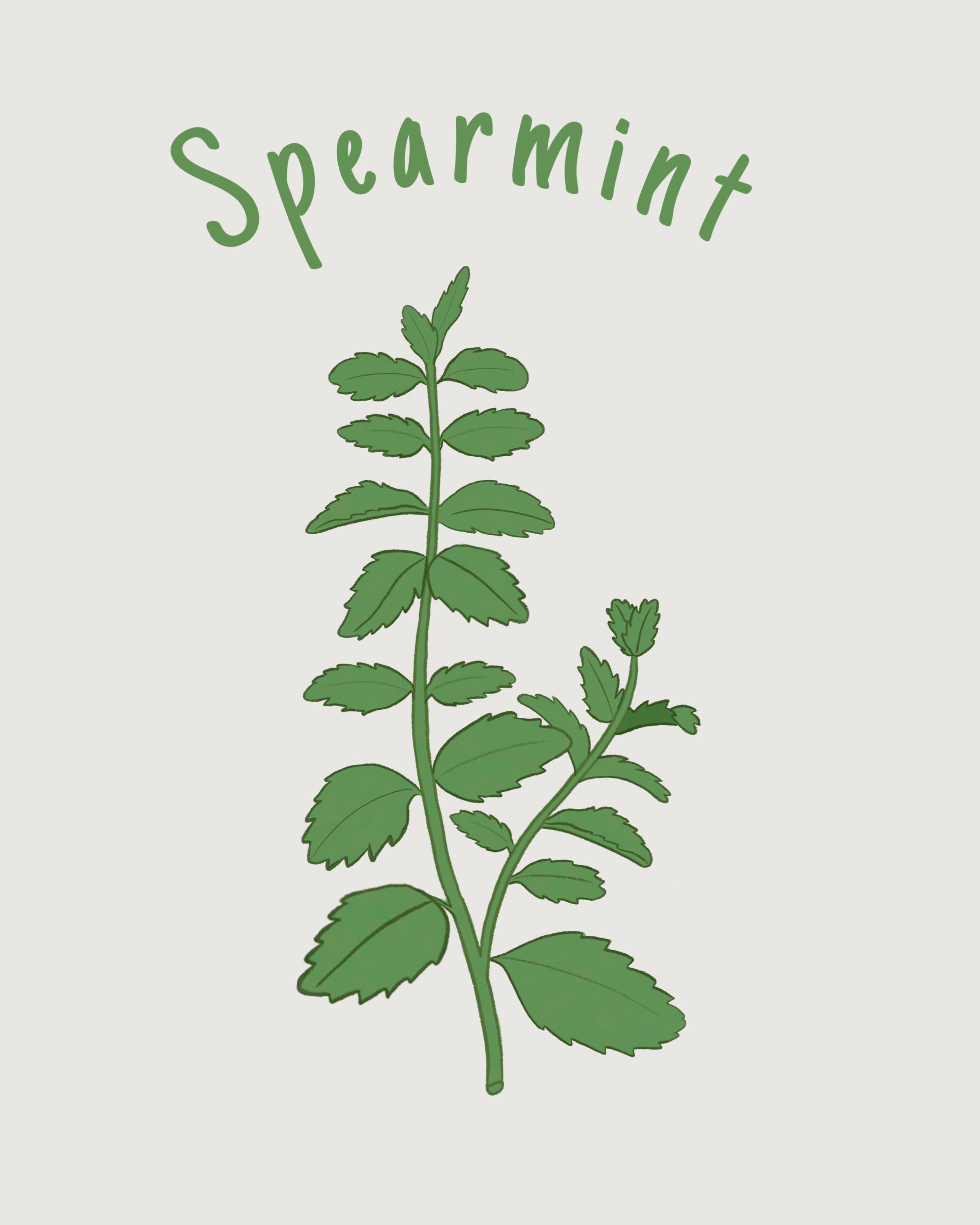 spearmint.JPEG