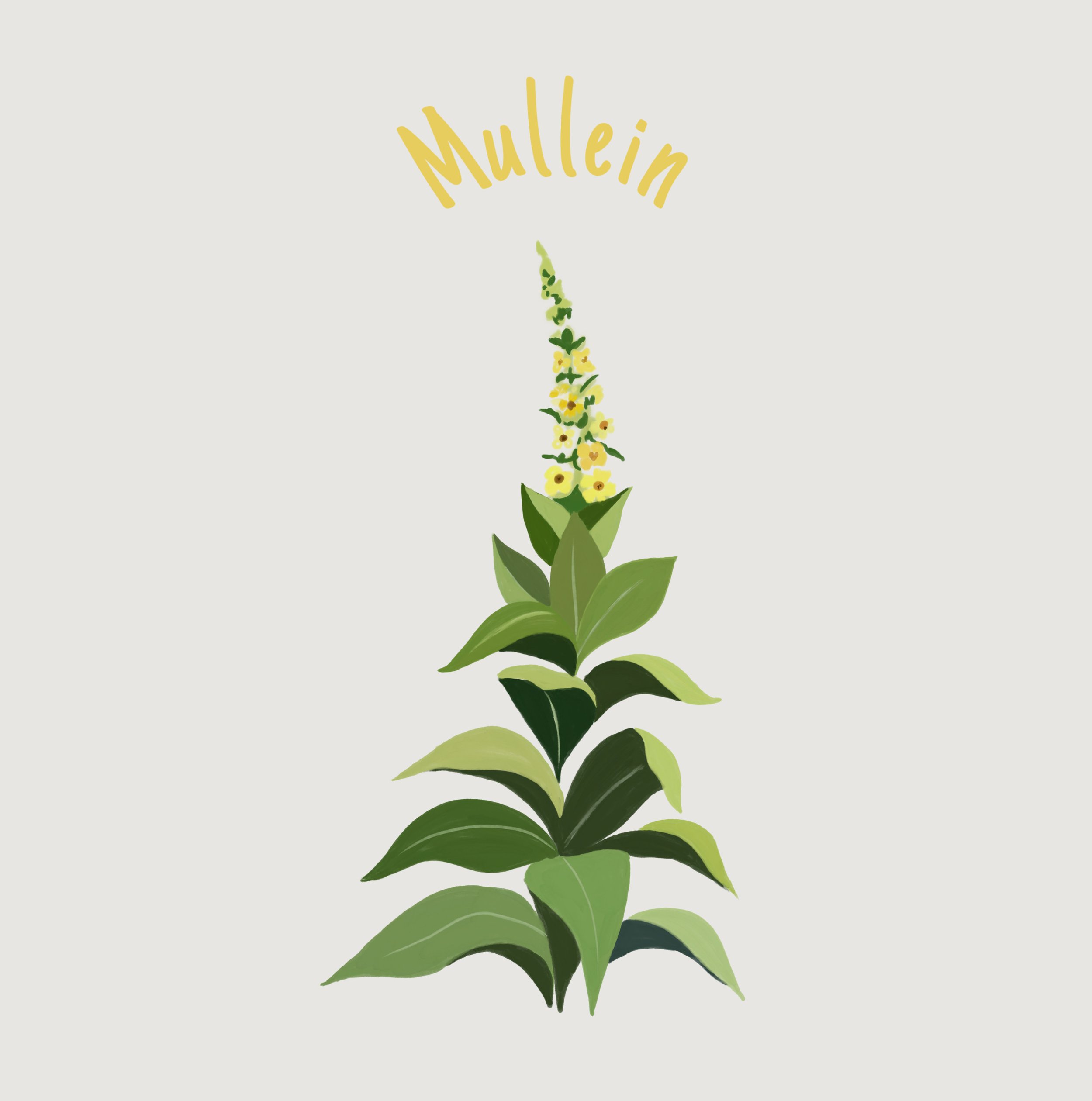 Mullein.jpg