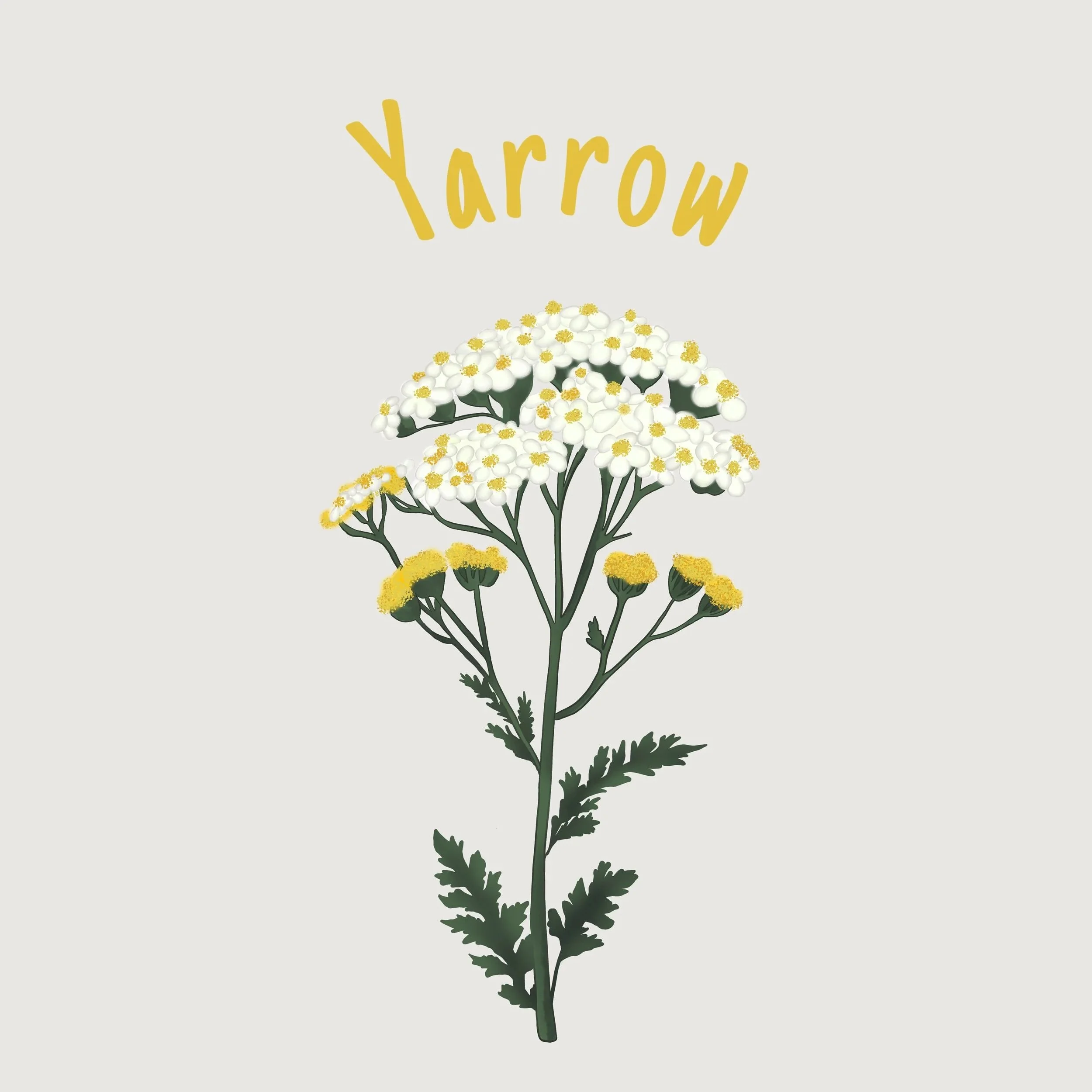 Yarrow.jpg