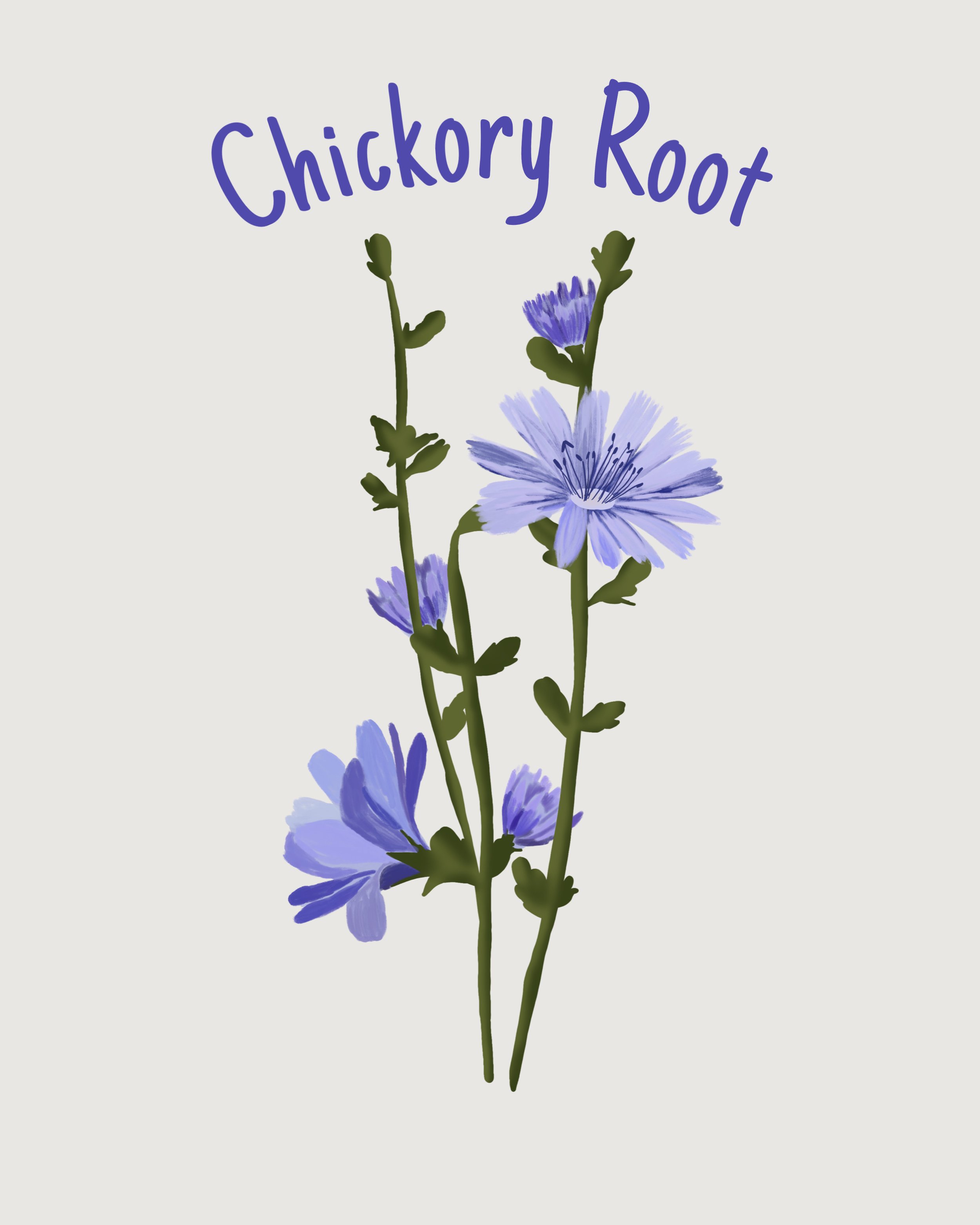 Chickory root.jpeg