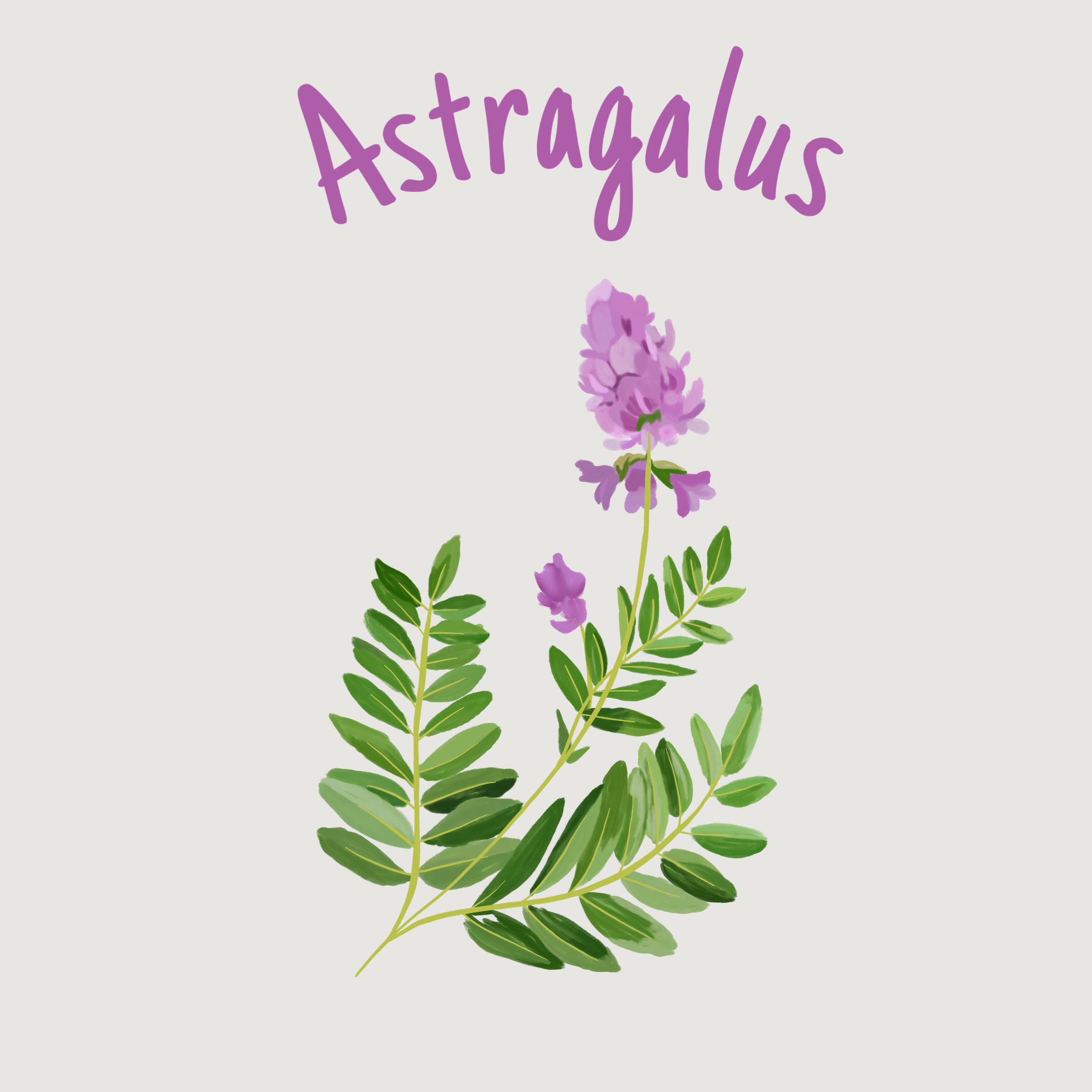 Astragalus.JPEG