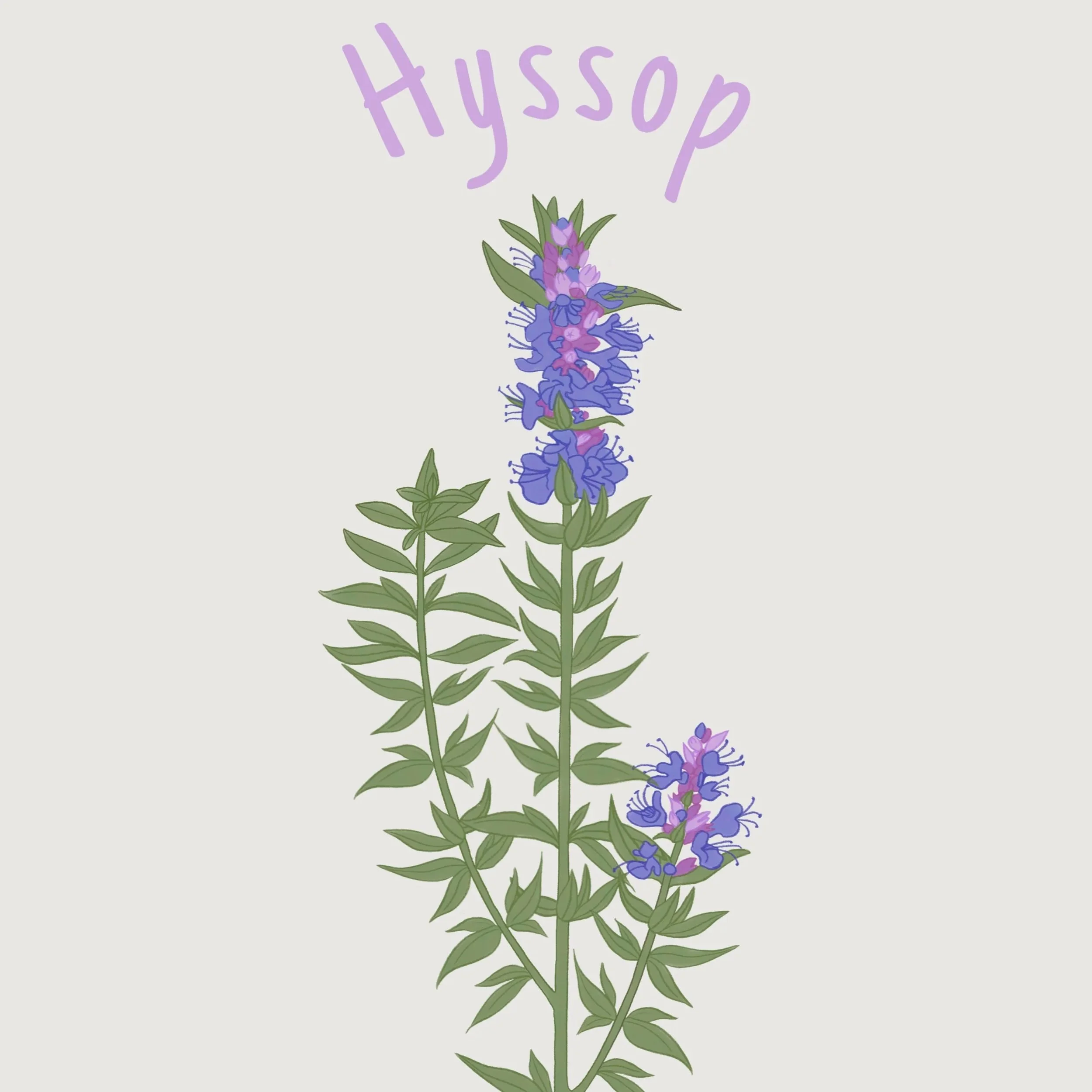 hyssop.jpg
