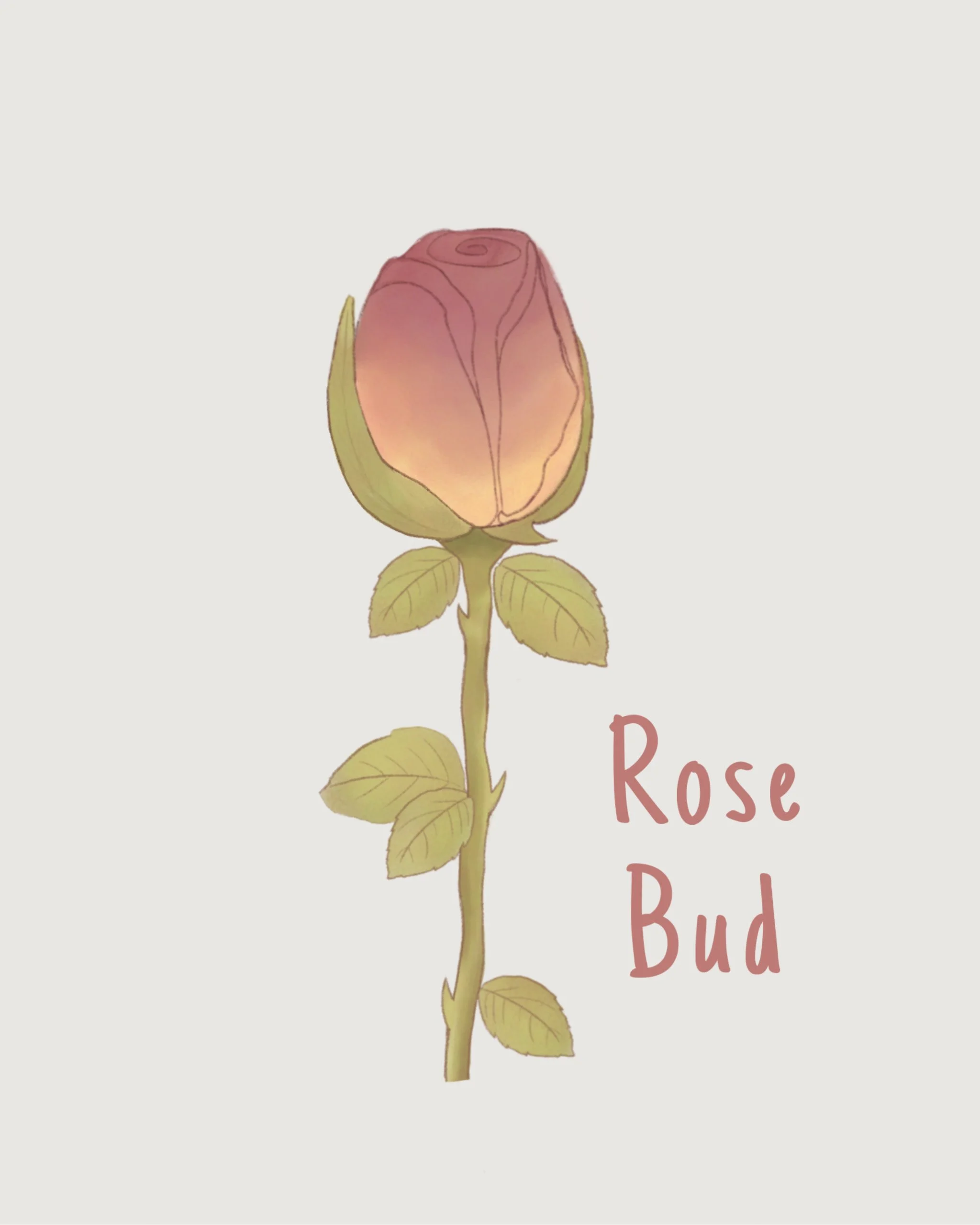 rosebud.JPEG