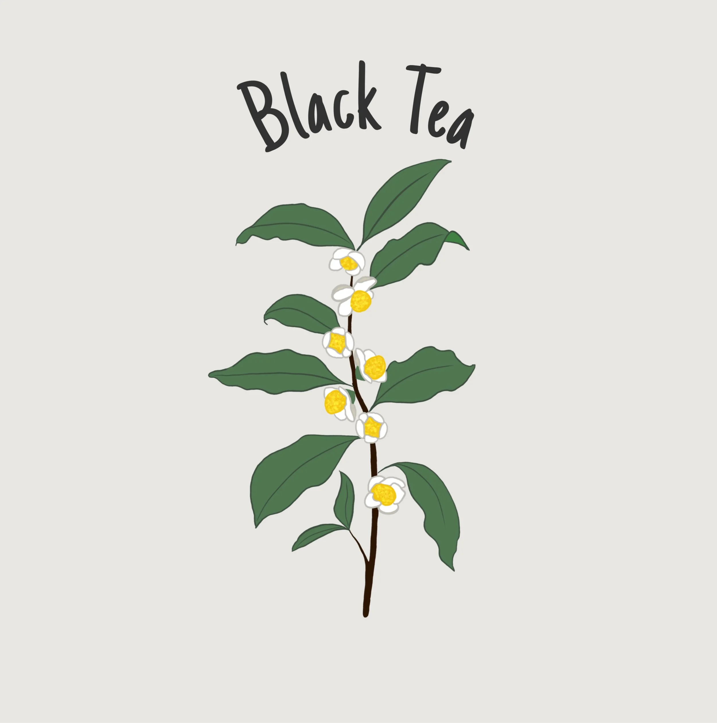 Black Tea.jpg