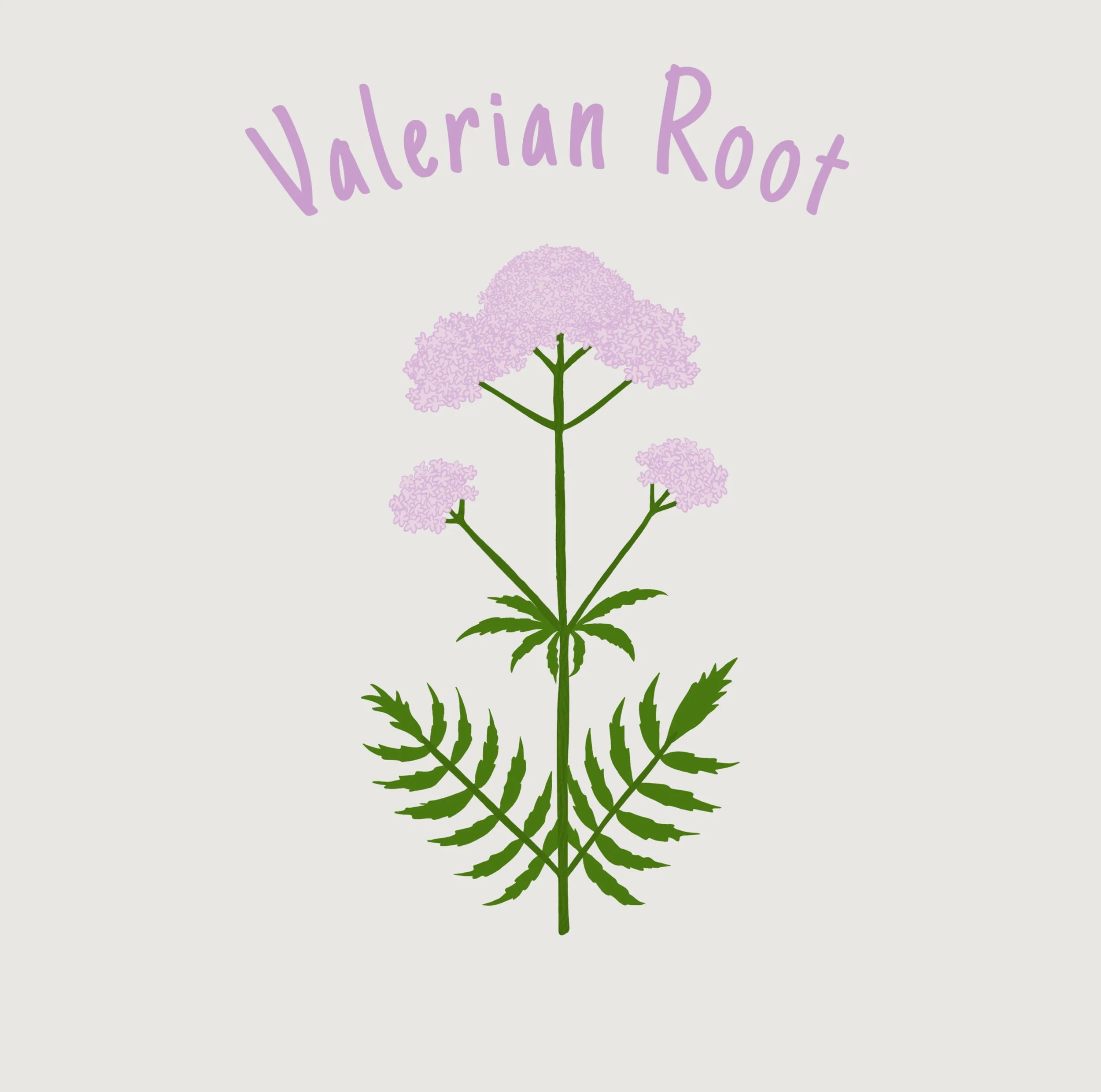 valerian root.JPEG