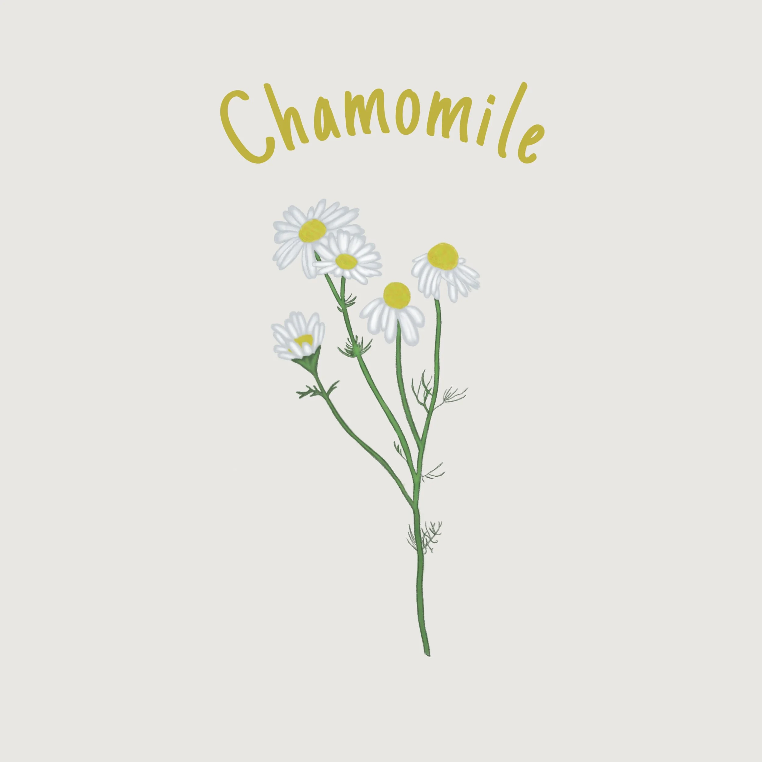 Chamomile