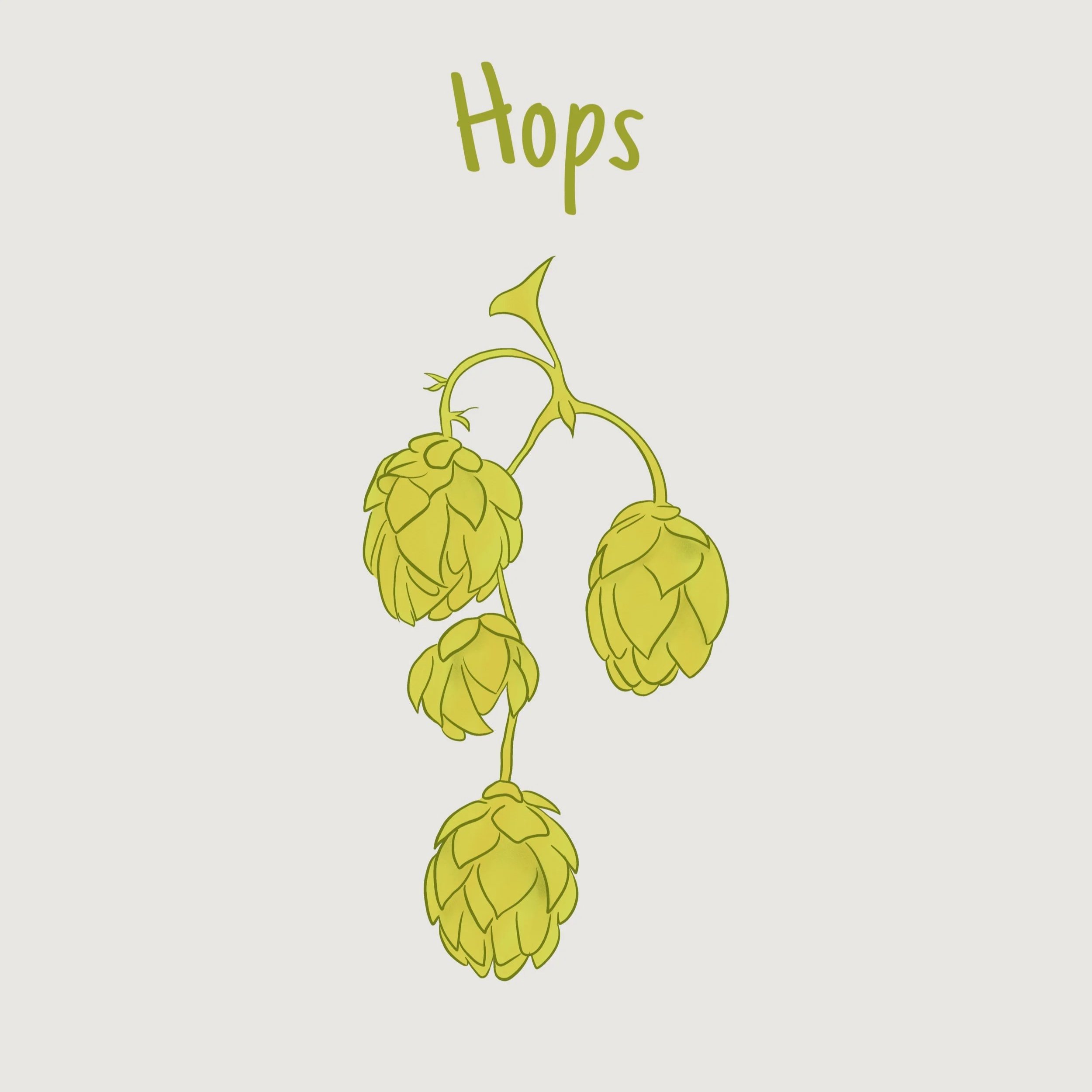 Hops.jpg