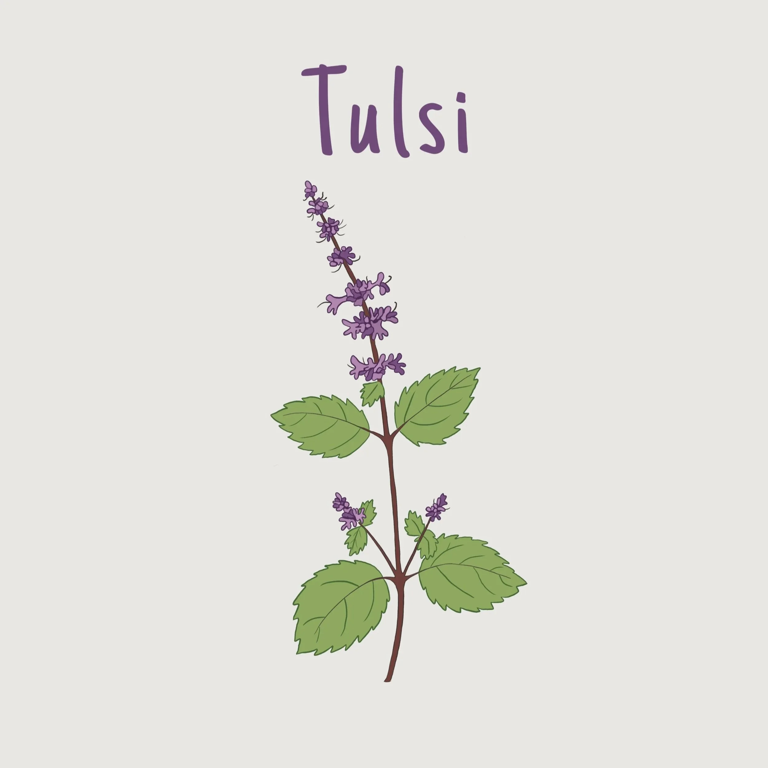 Tulsi.jpg