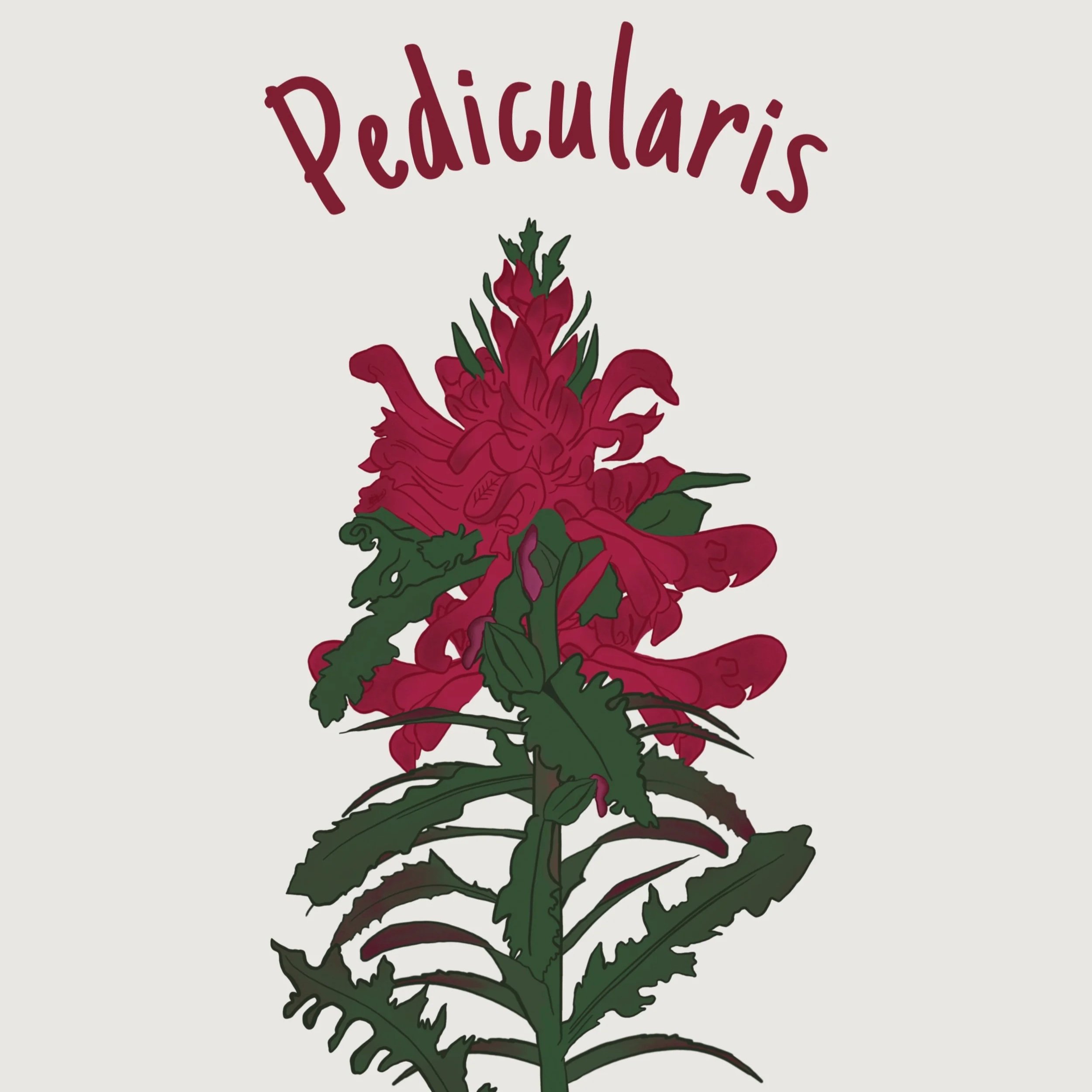 Pedicularis+.jpg