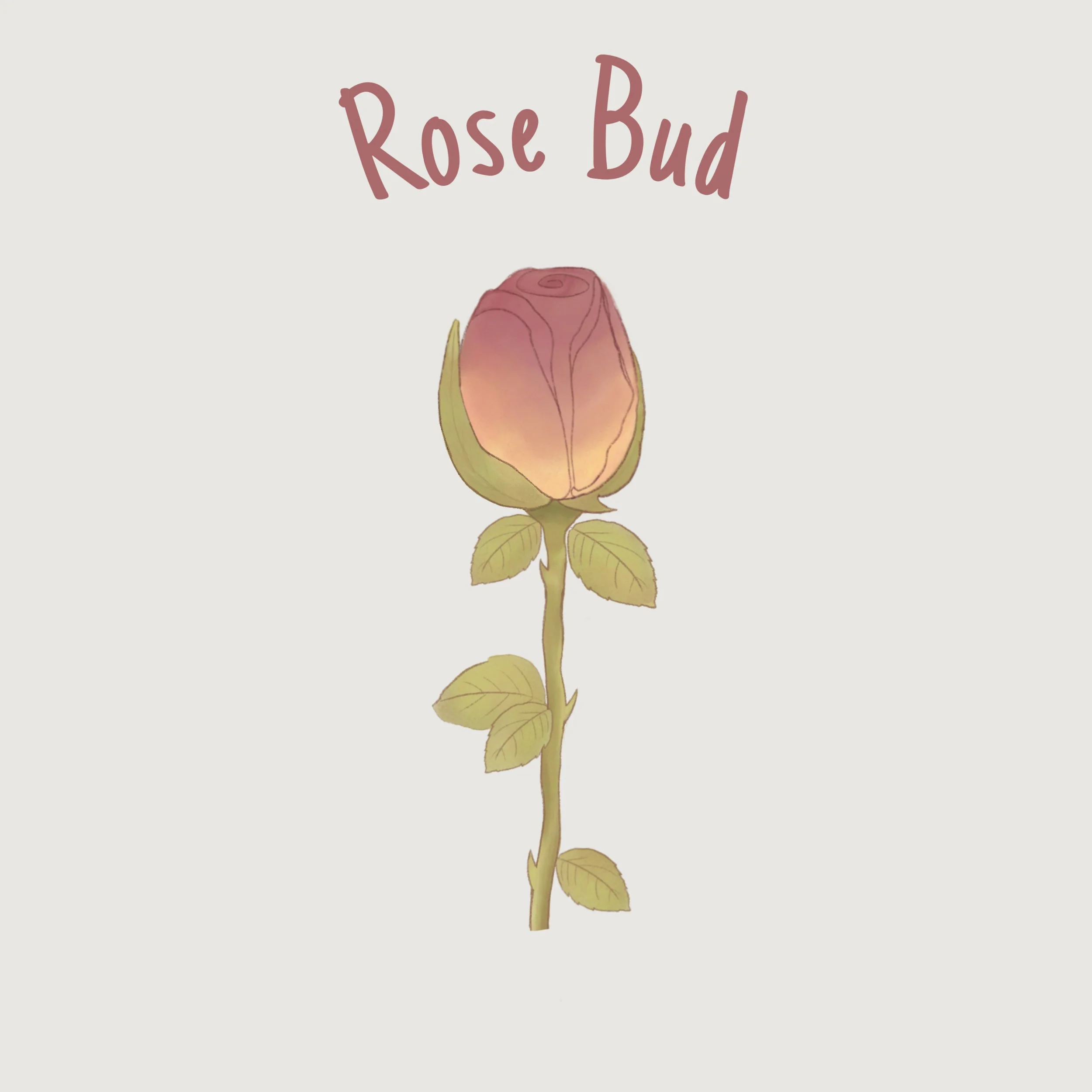 Rose Bud.jpg