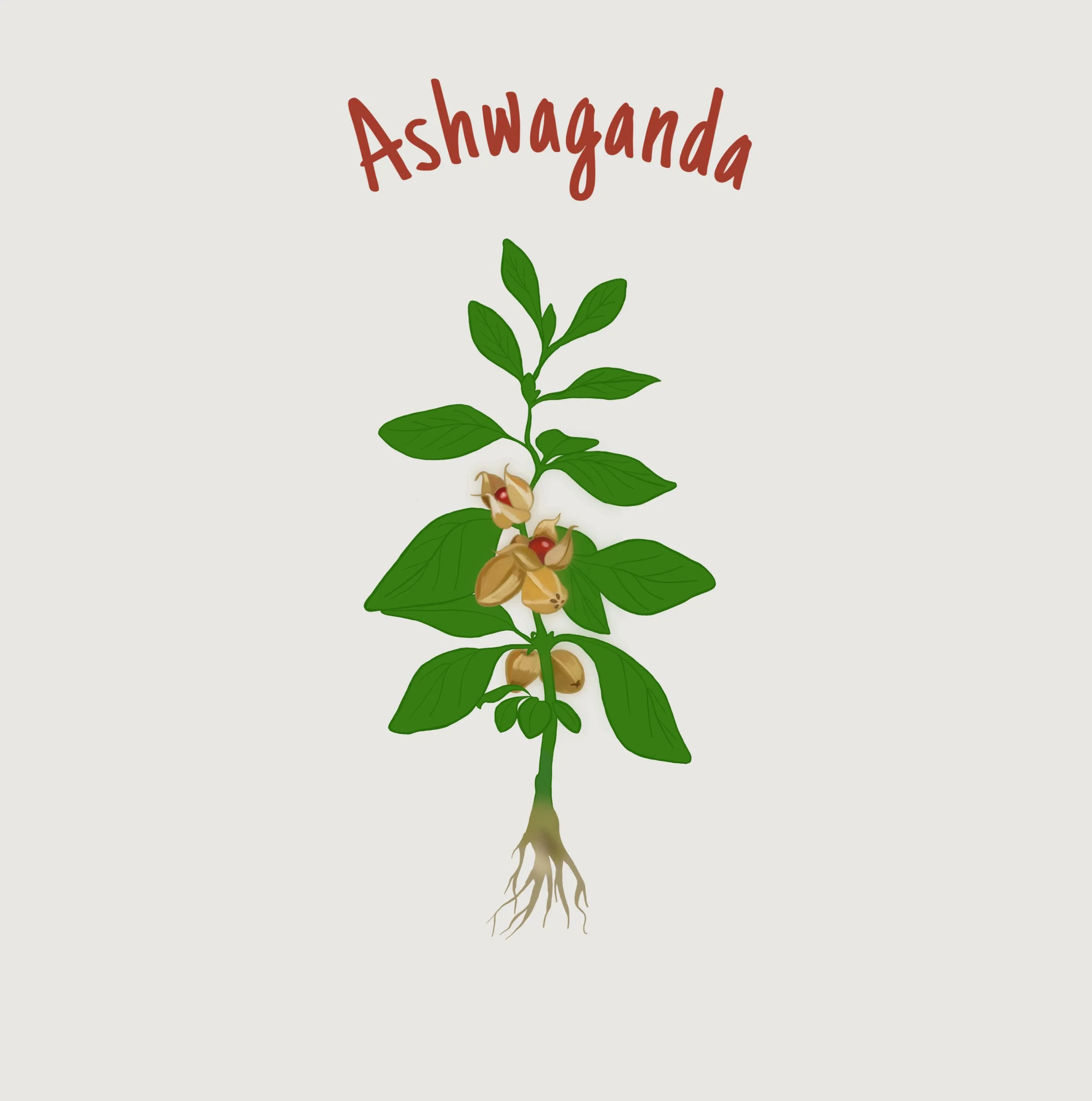 Ashwadandha.jpg