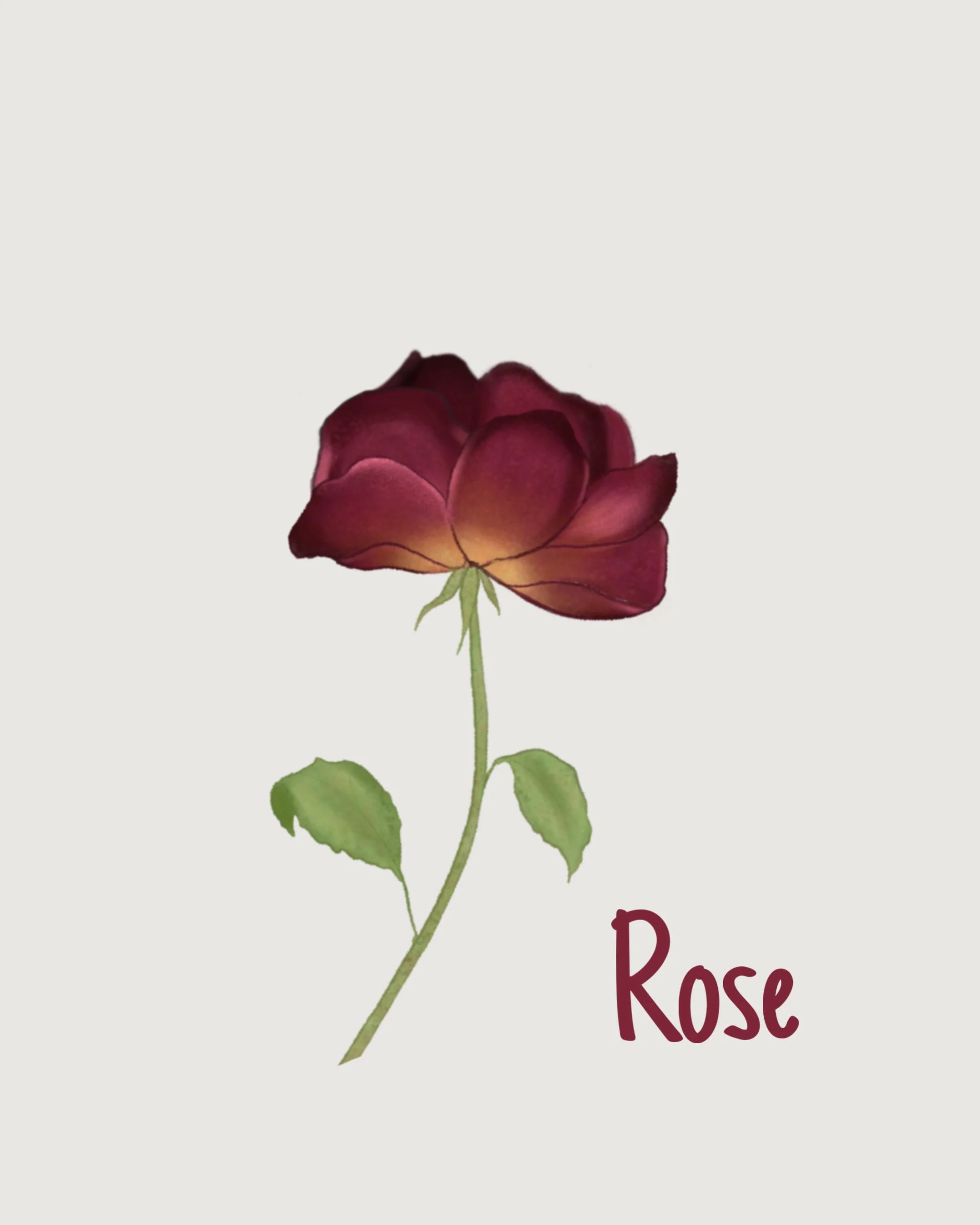 rose.JPEG