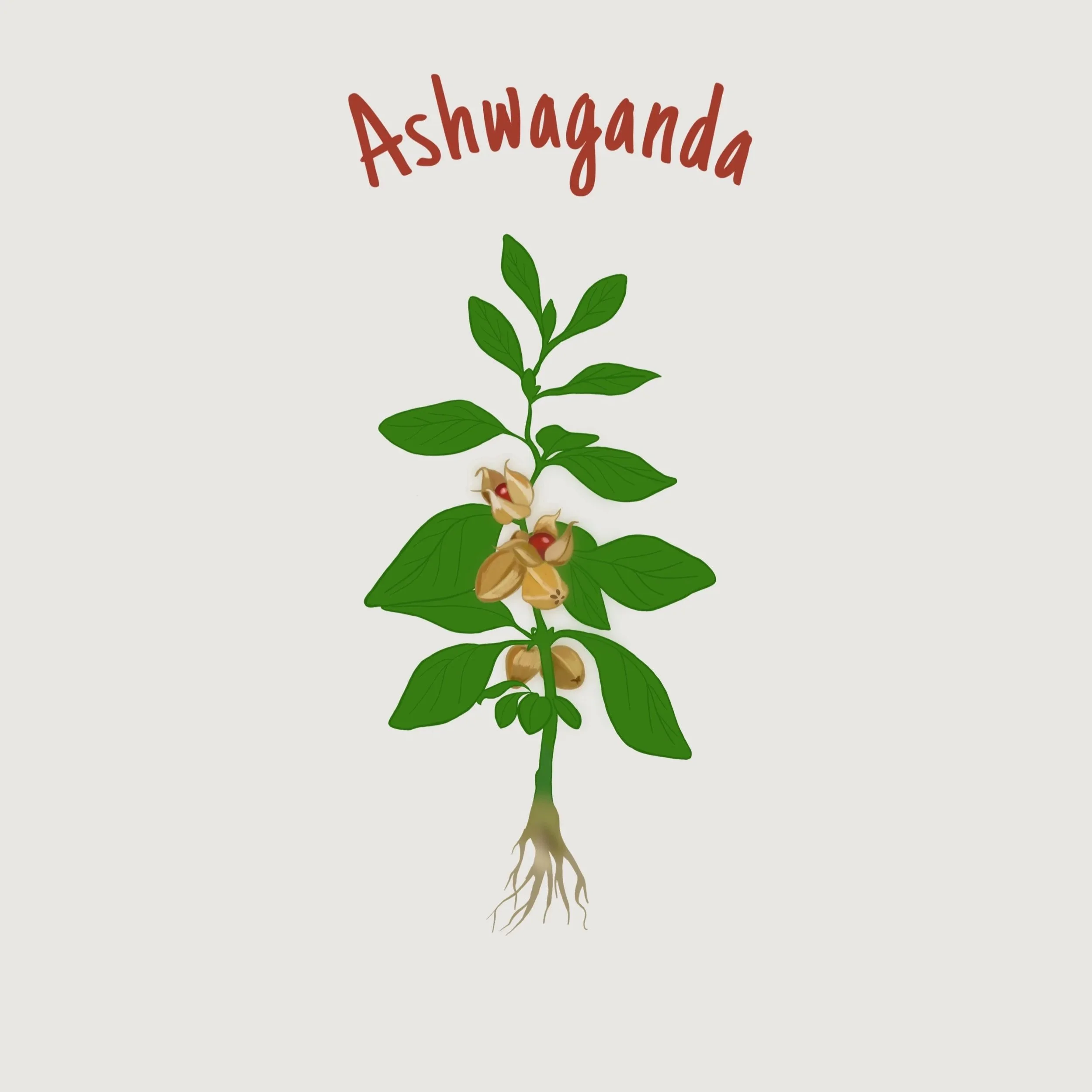 Ashwadandha.jpg